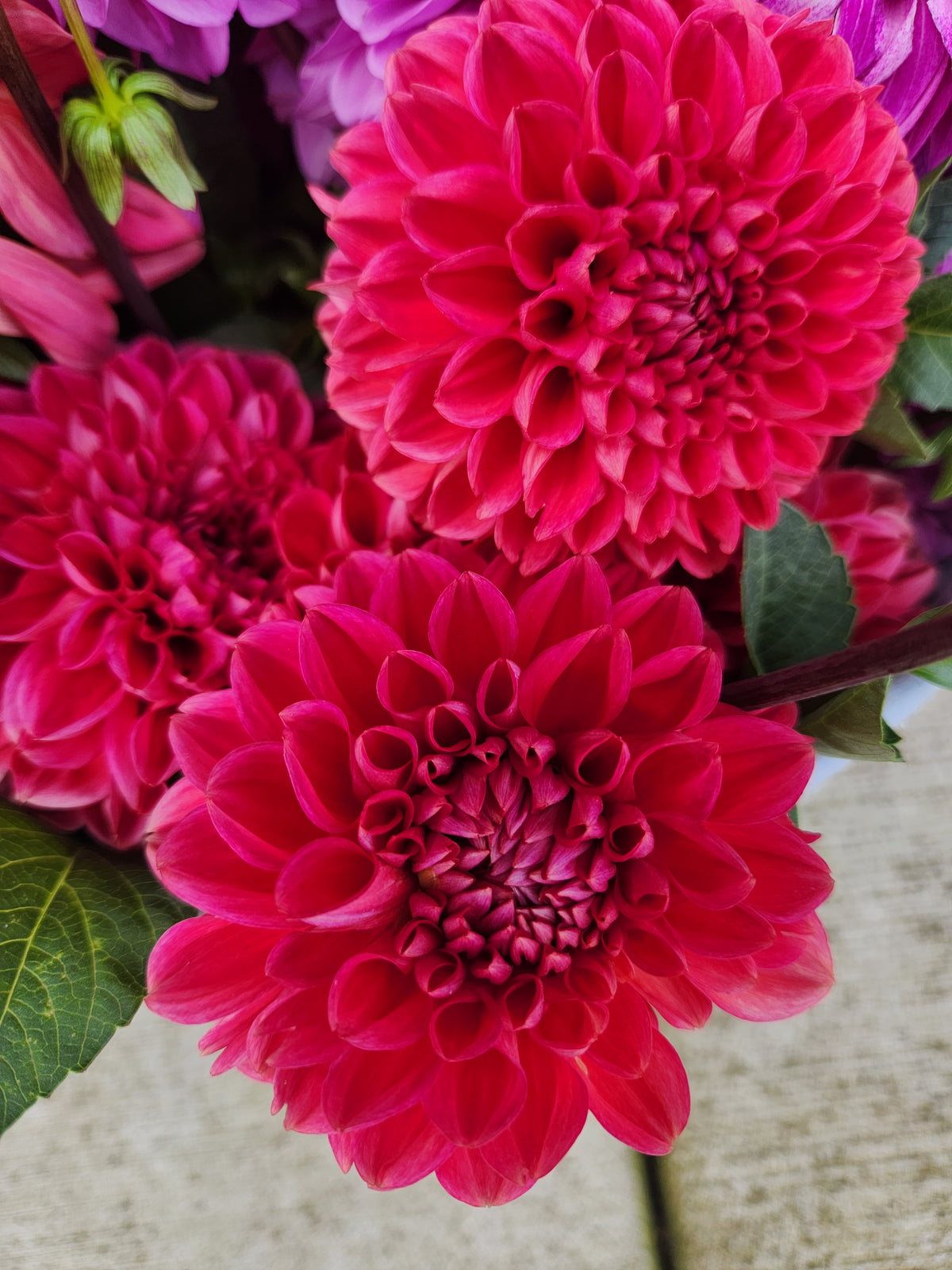Robinhood Dahlia Tuber