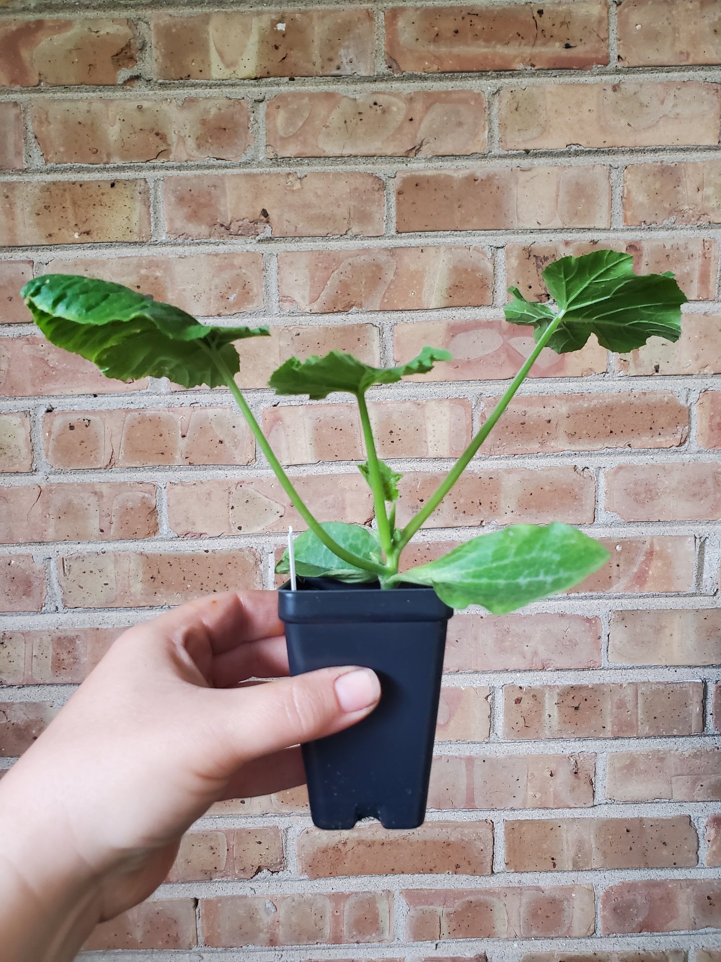 Yellow Petite Watermelon