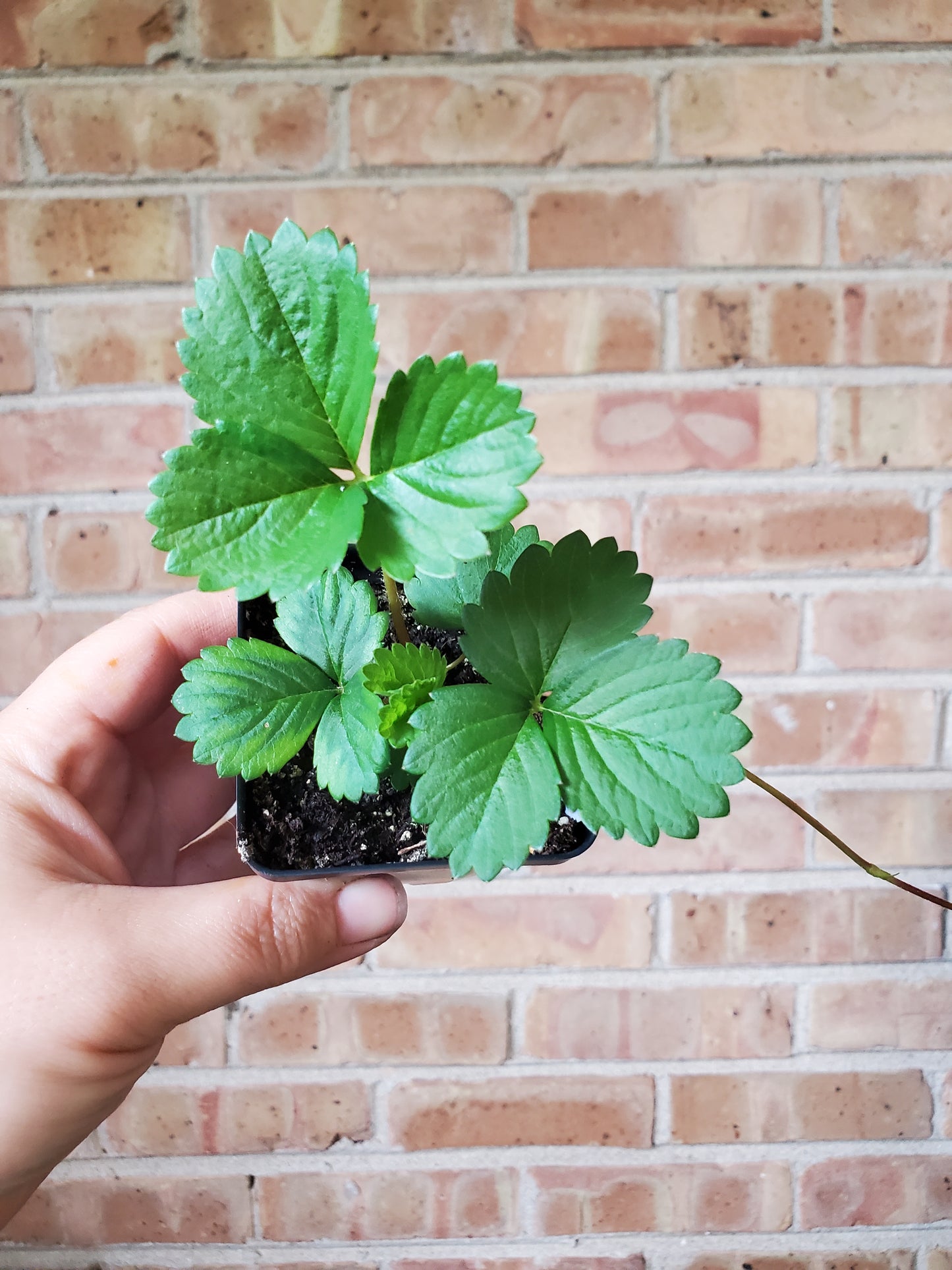 Delizz Annual Strawberry