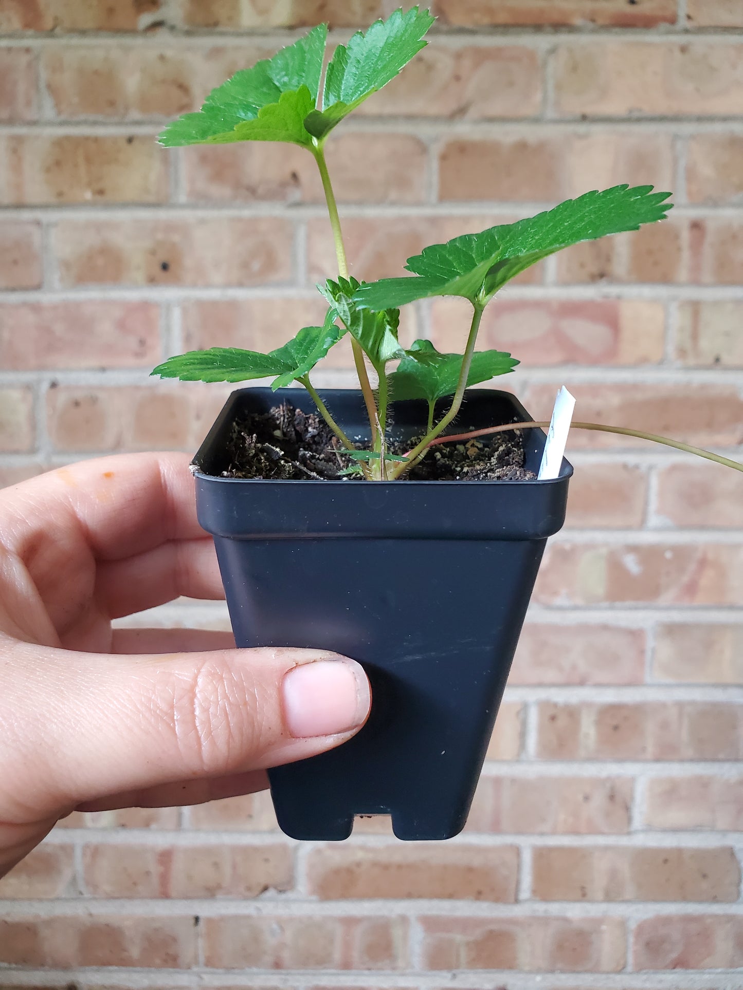 Delizz Annual Strawberry