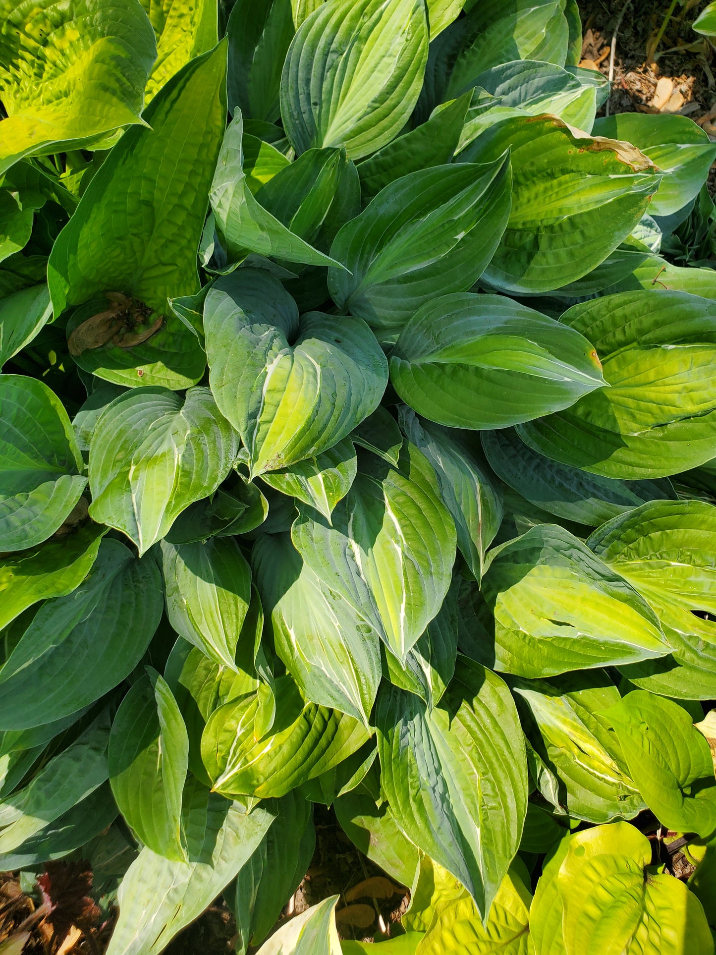 Hosta Kiwi Full Monty