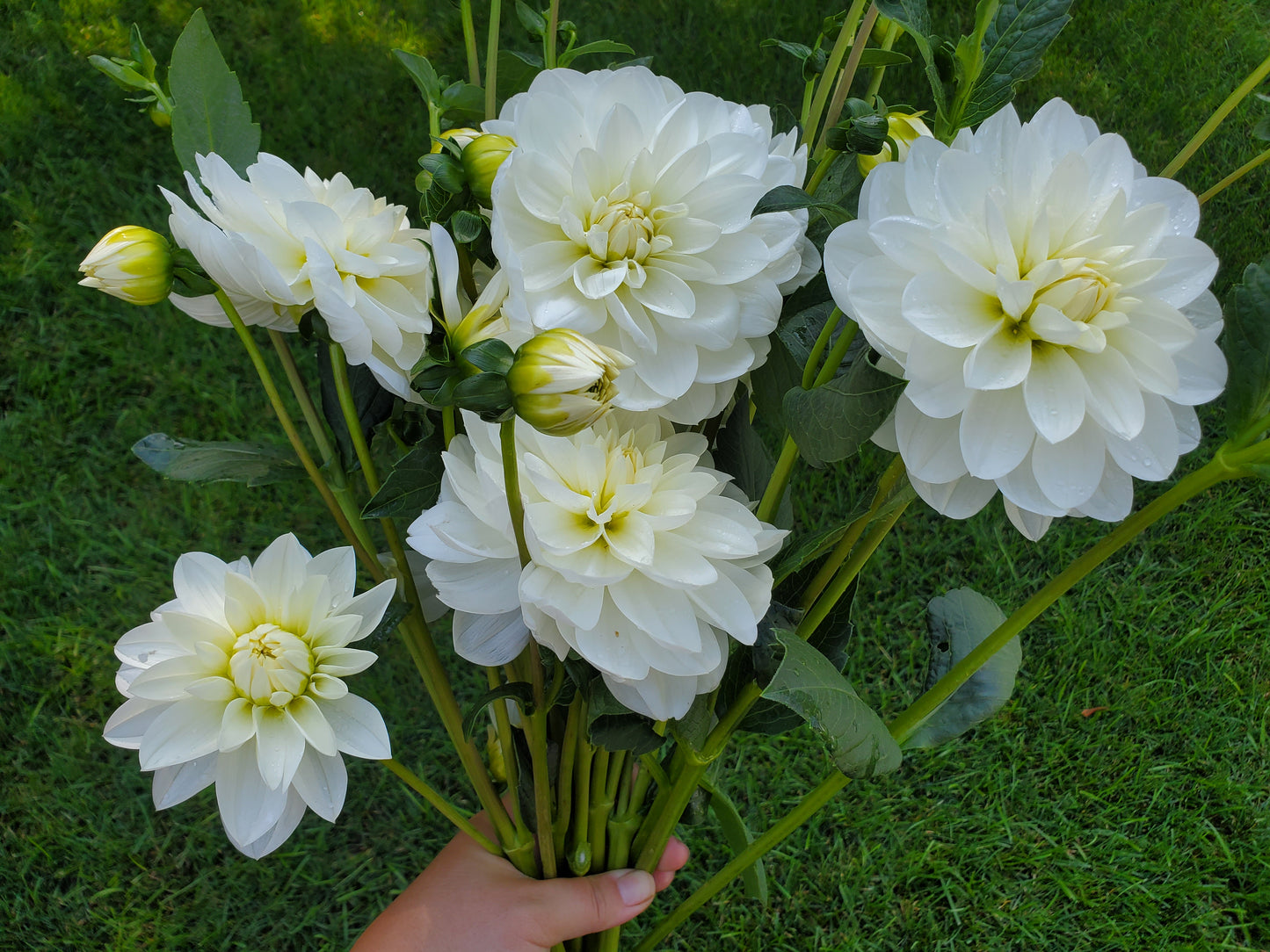 Bridezilla Dahlia Tuber Bundle of 10