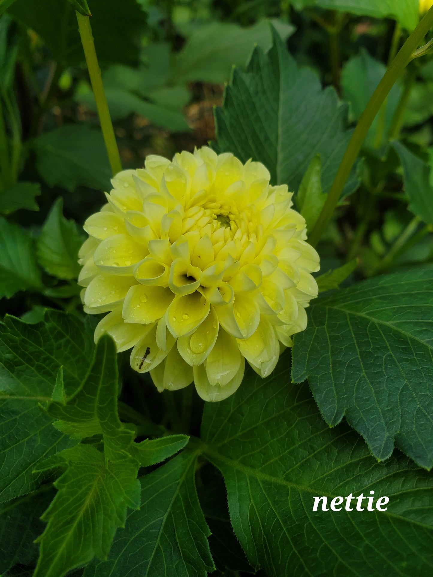Nettie Dahlia Tuber Bundle of 10
