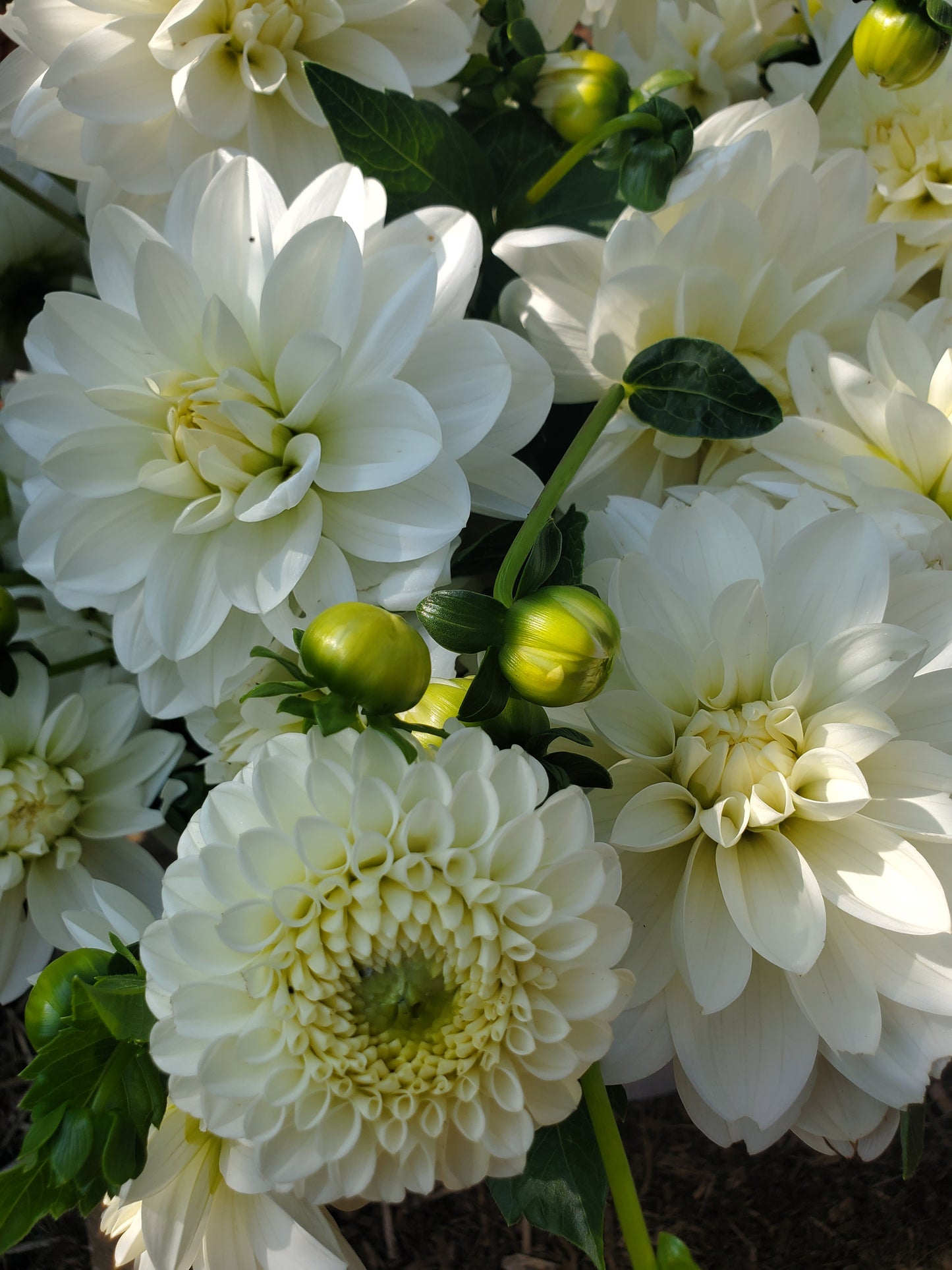 Boom Boom White Dahlia Tuber