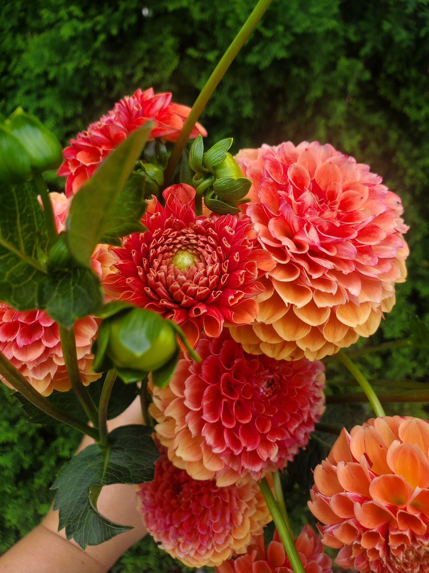 Valley Rust Bucket Dahlia Tuber