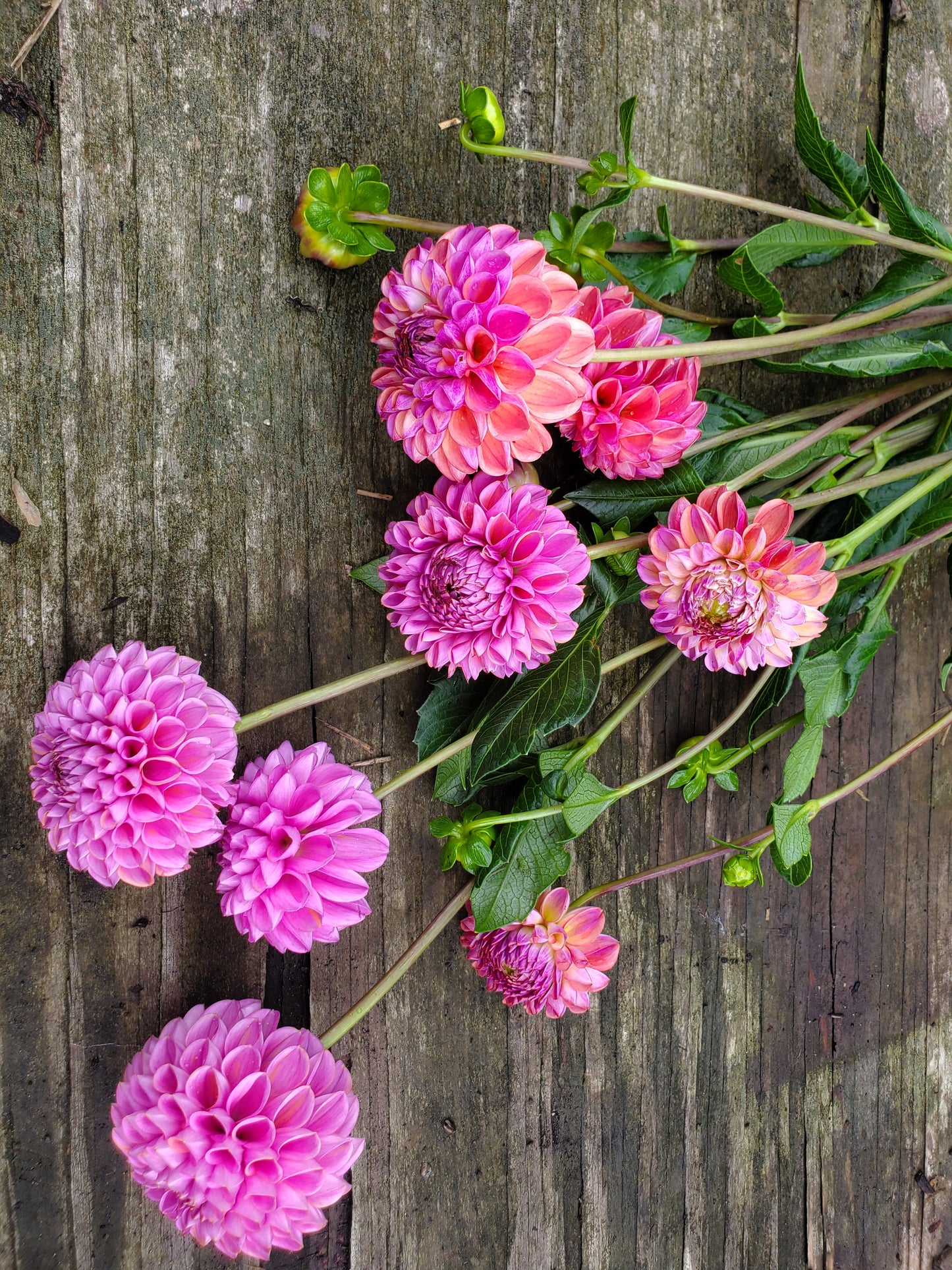 Fall Floral CSA Subscription