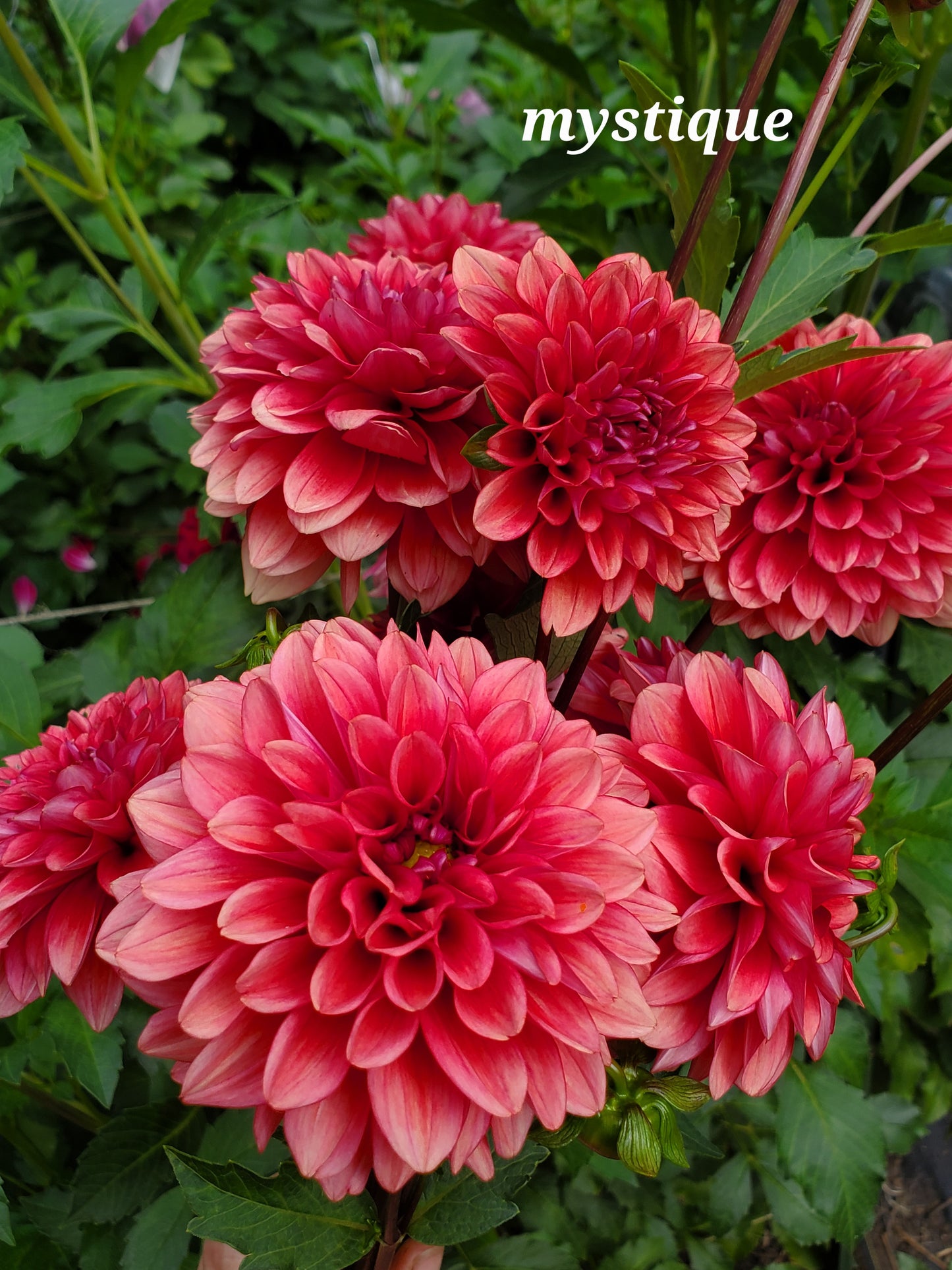 Mystique Dahlia Tuber