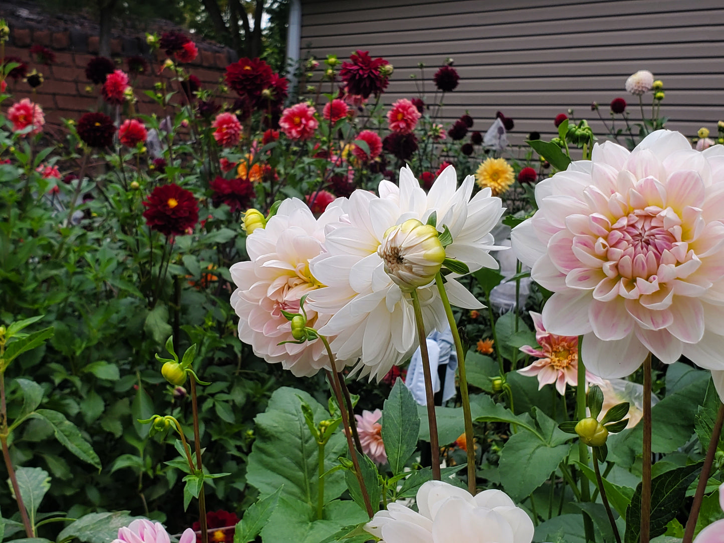 Kelgai Ann Dahlia Tuber