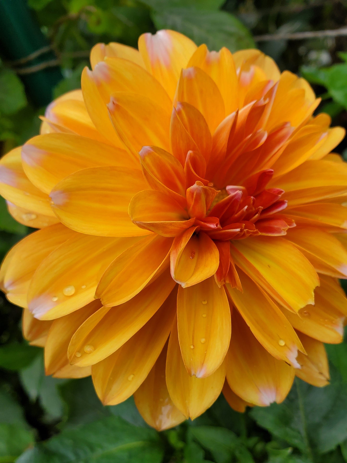 Robann Creamsicle Dahlia POTTED PLANT