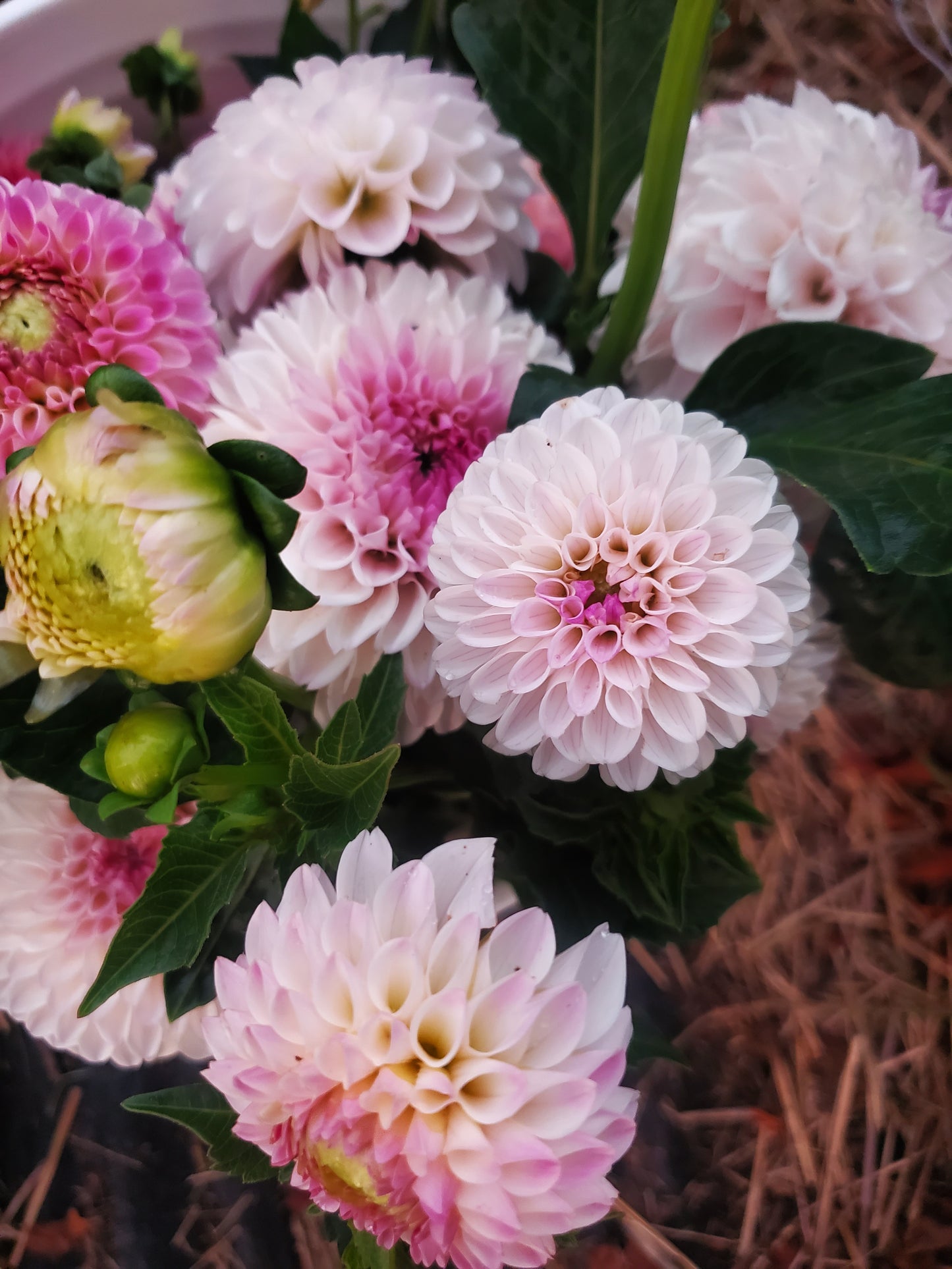 Last Dance Dahlia Tuber