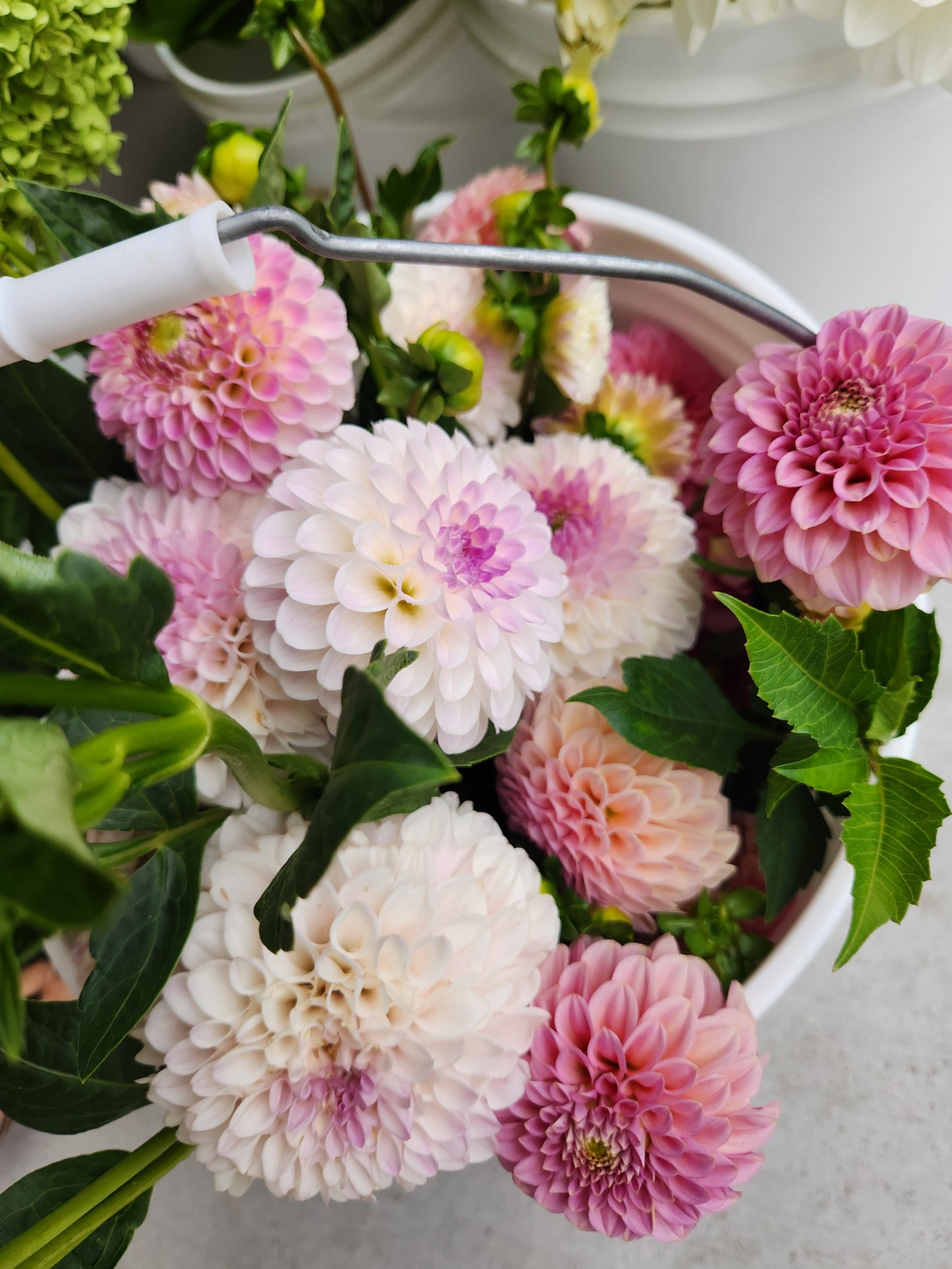 Last Dance Dahlia Tuber