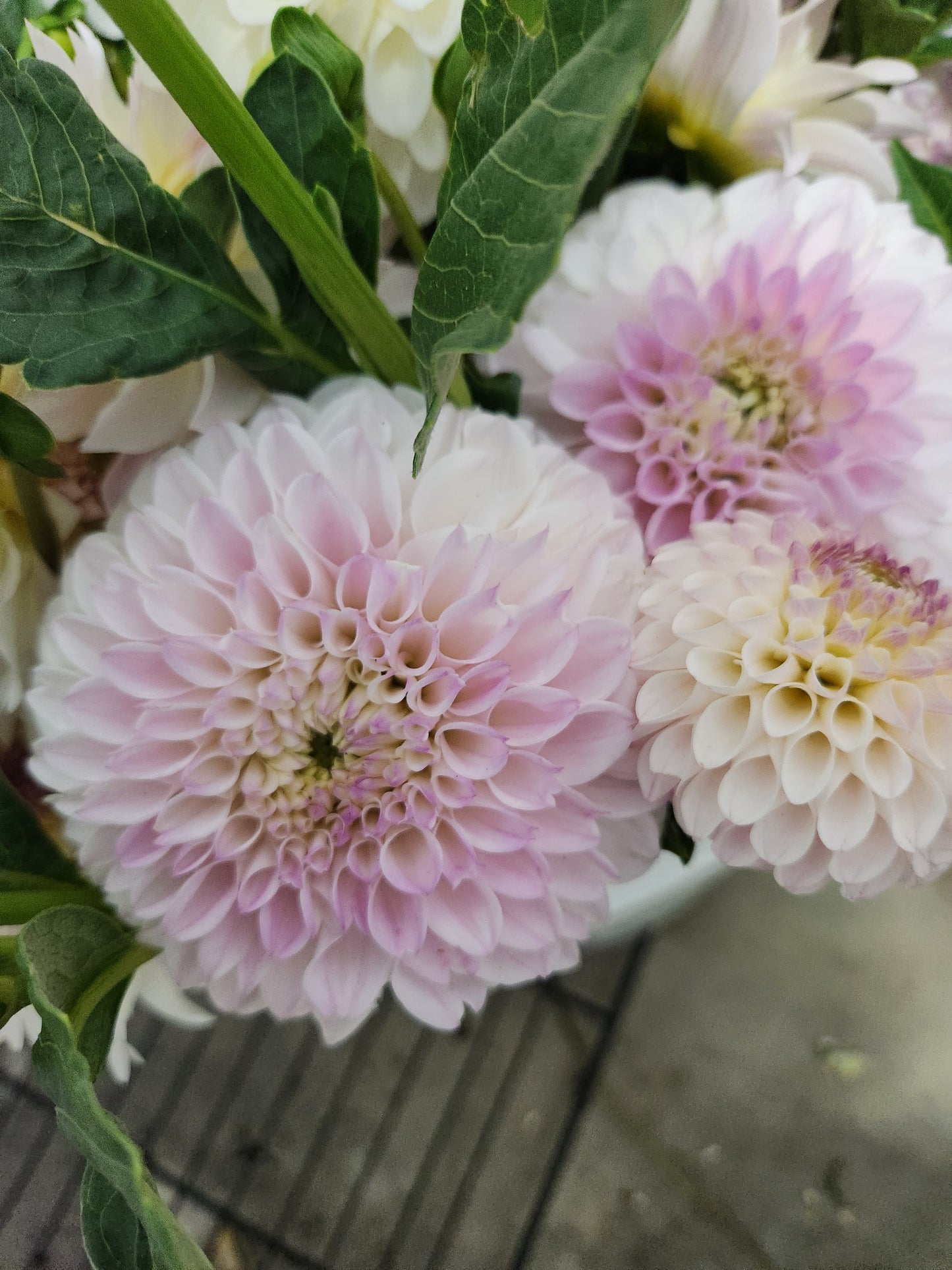 Pink Pearl Dahlia Potted Plant