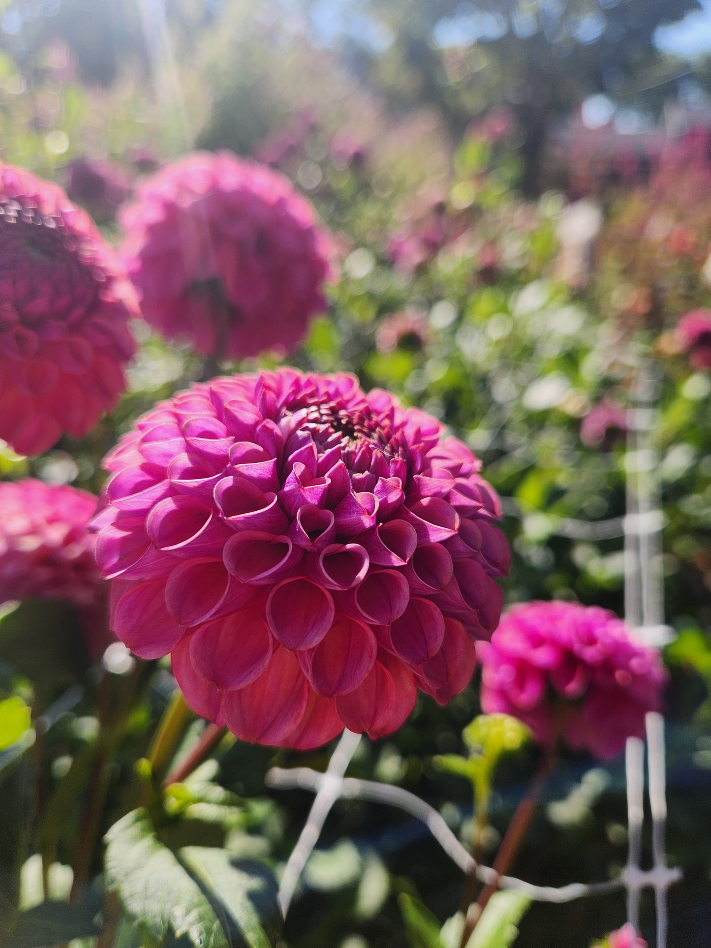 Caitlin's Joy Dahlia Tuber