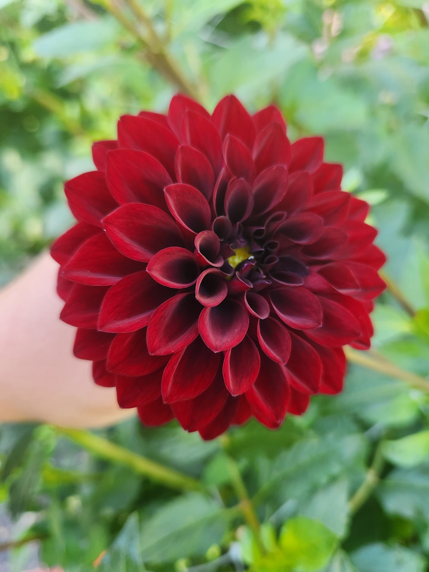Shadow Cat Dahlia Potted Plant