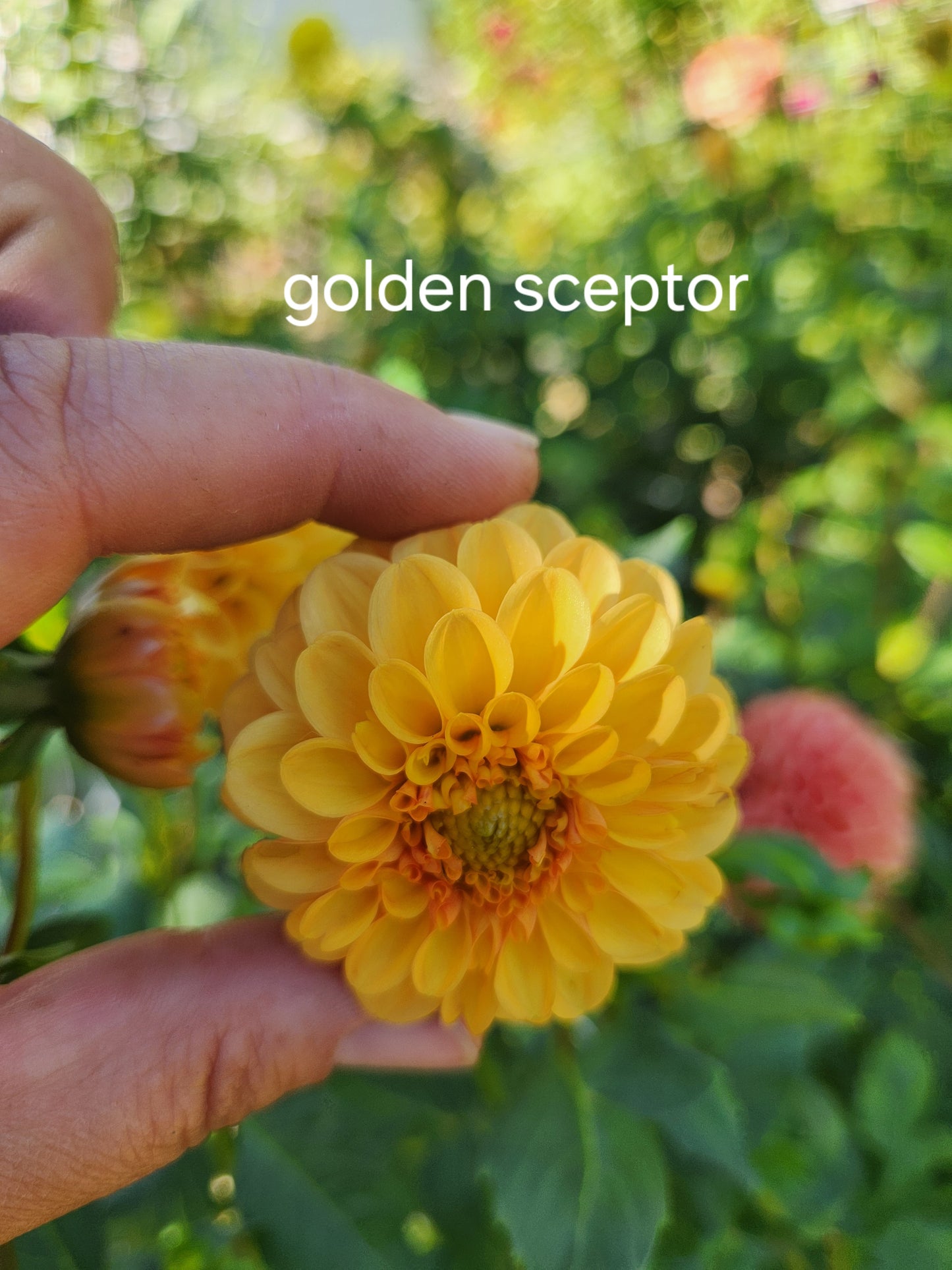 Golden Scepter Dahlia Tuber
