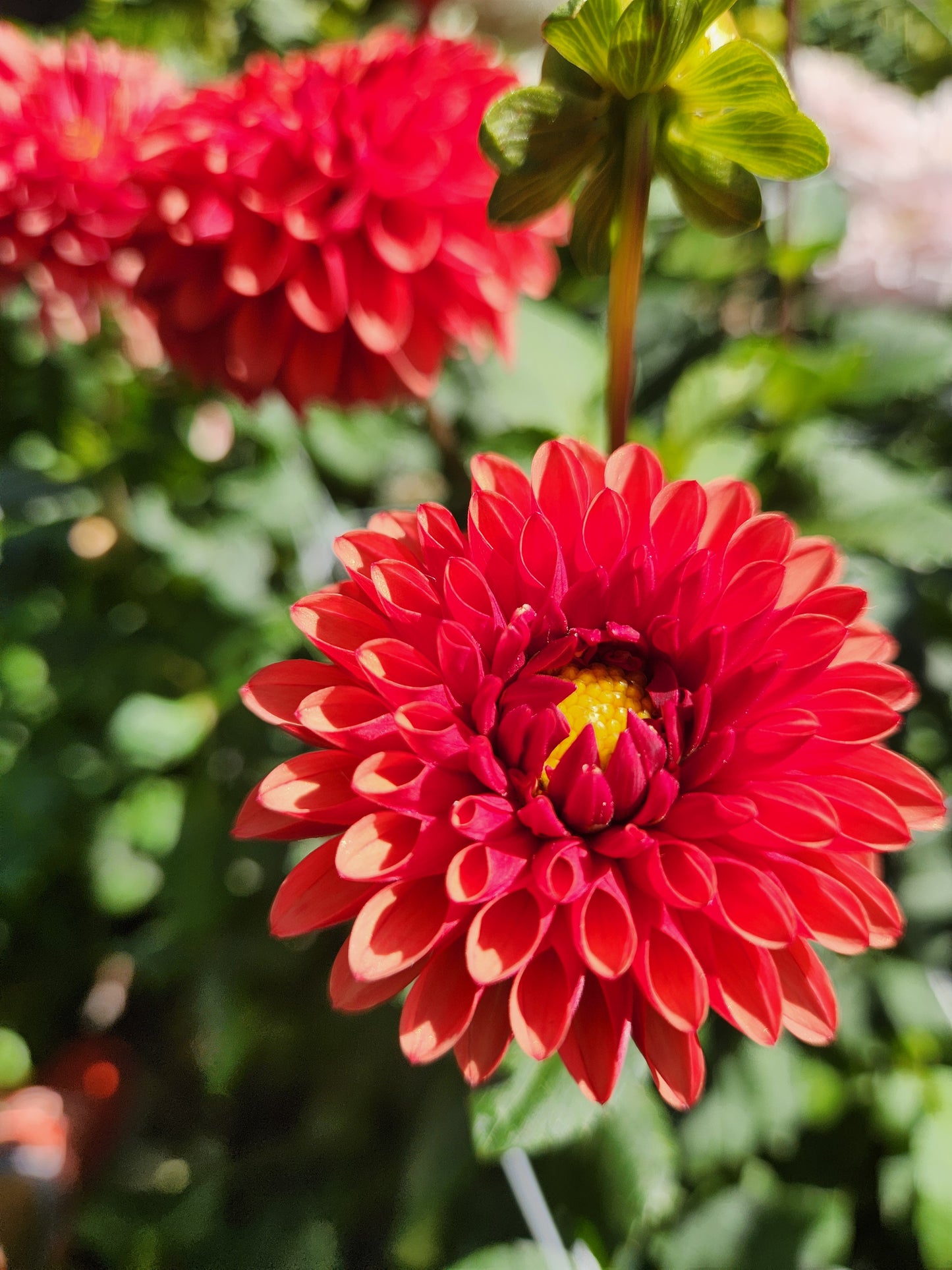Brown Sugar Dahlia Tuber