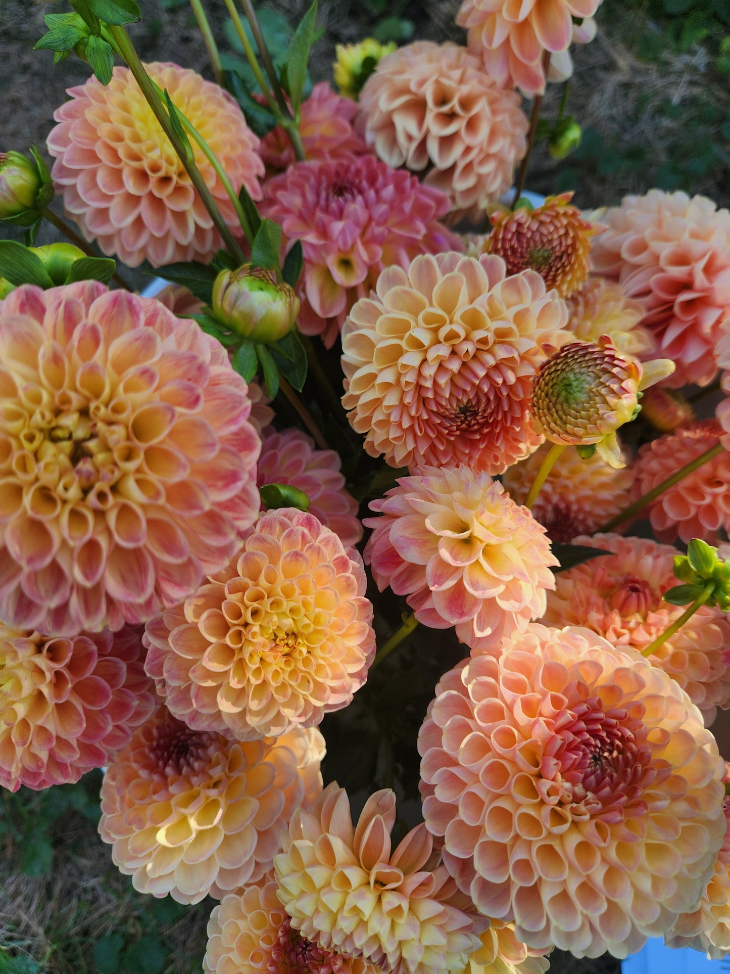 Crichton Honey Dahlia Tuber