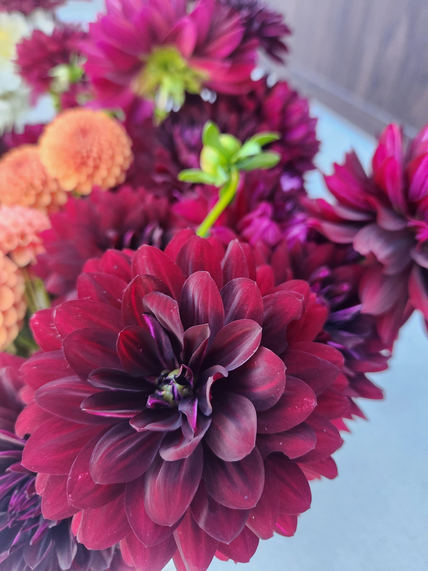 Rip City Dahlia Tuber Bundle of 5
