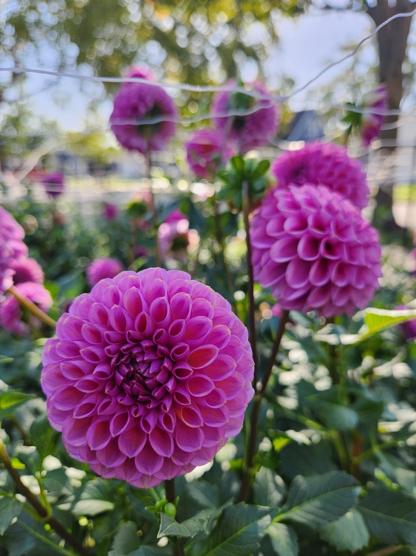 Isabel Dahlia Potted Plant