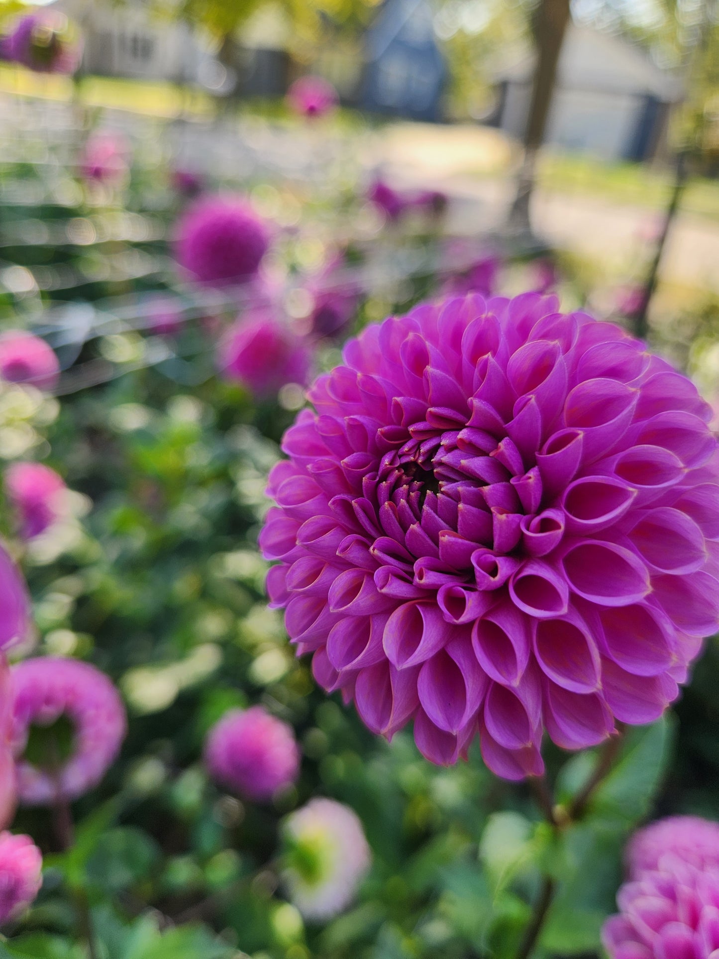 Isabel Dahlia Potted Plant