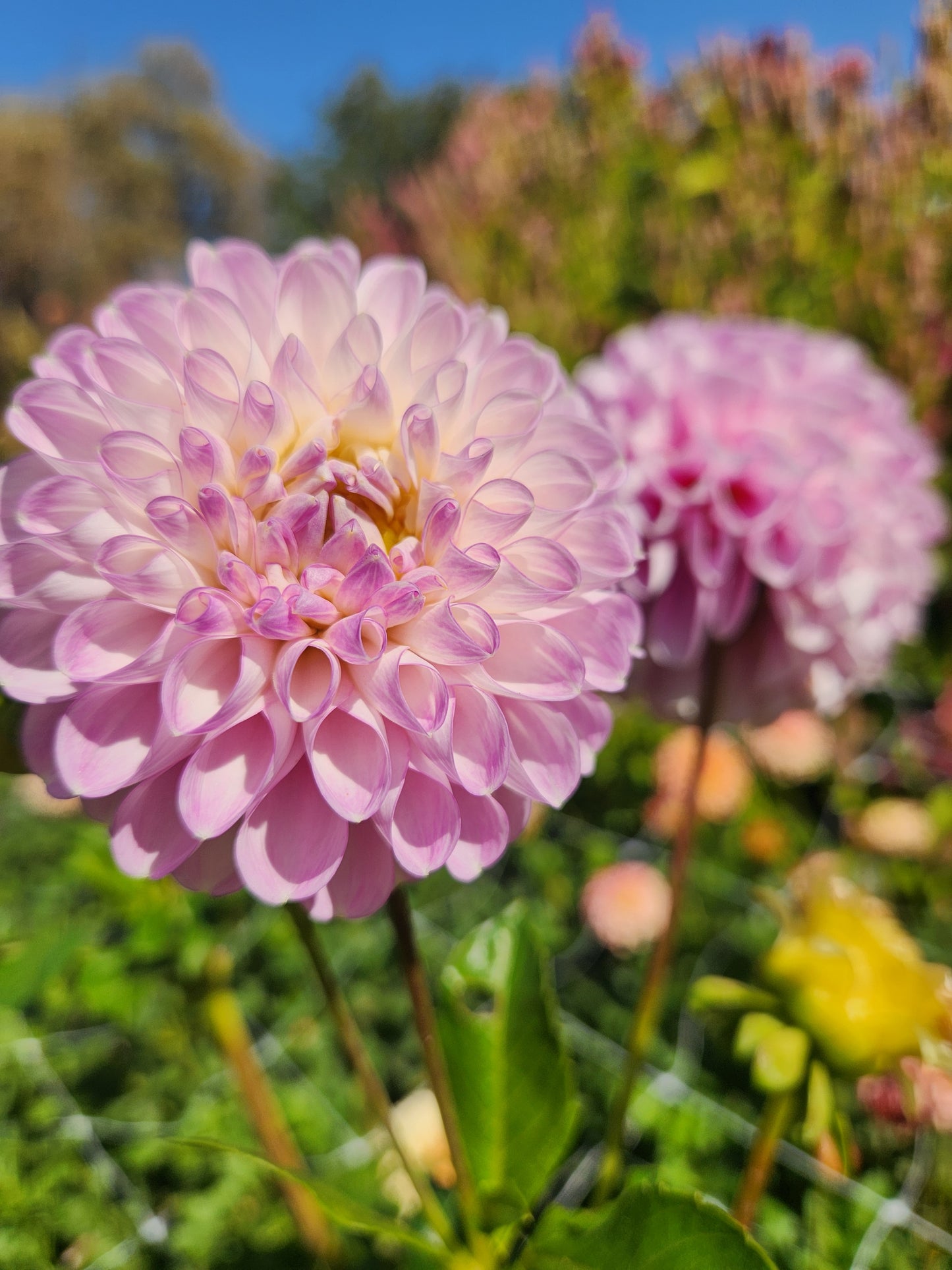 Last Dance Dahlia Tuber