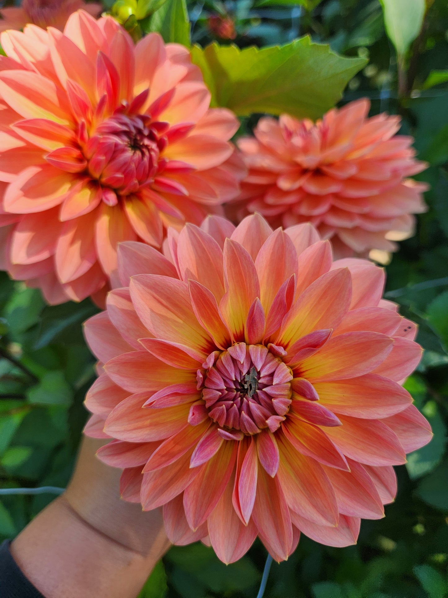 Nicholas Dahlia Potted Plant