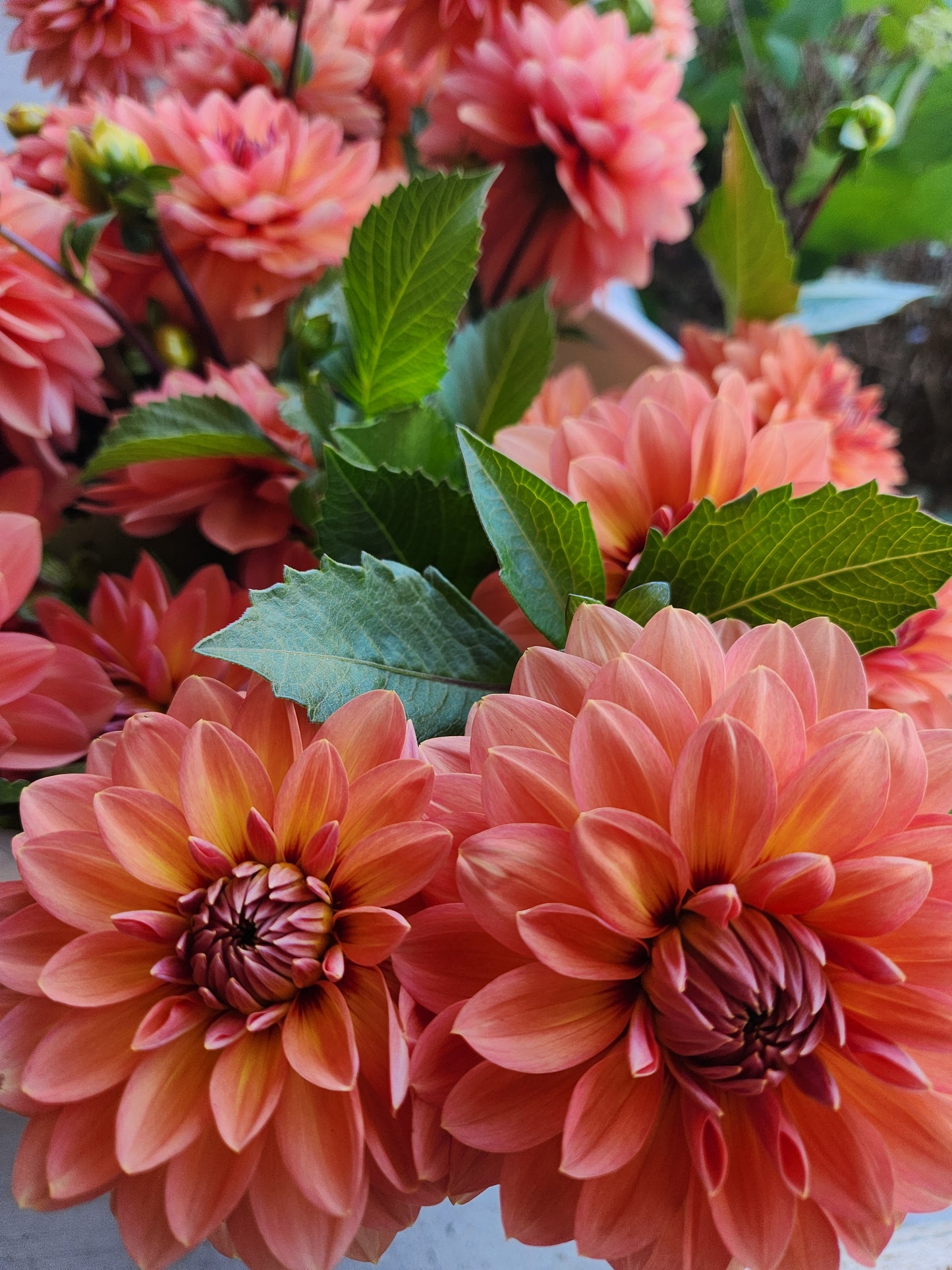 Nicholas Dahlia Potted Plant