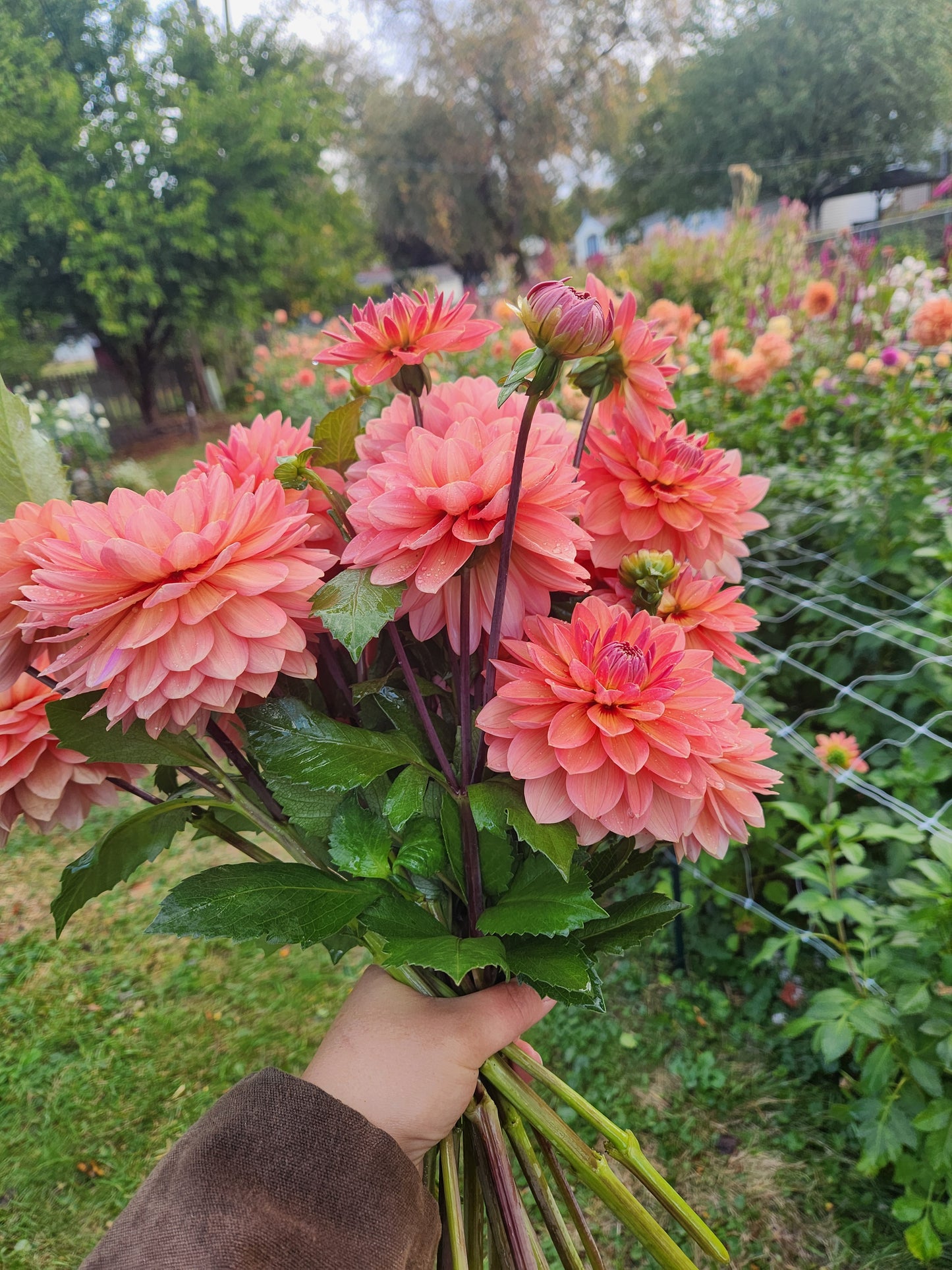 Nicholas Dahlia Potted Plant