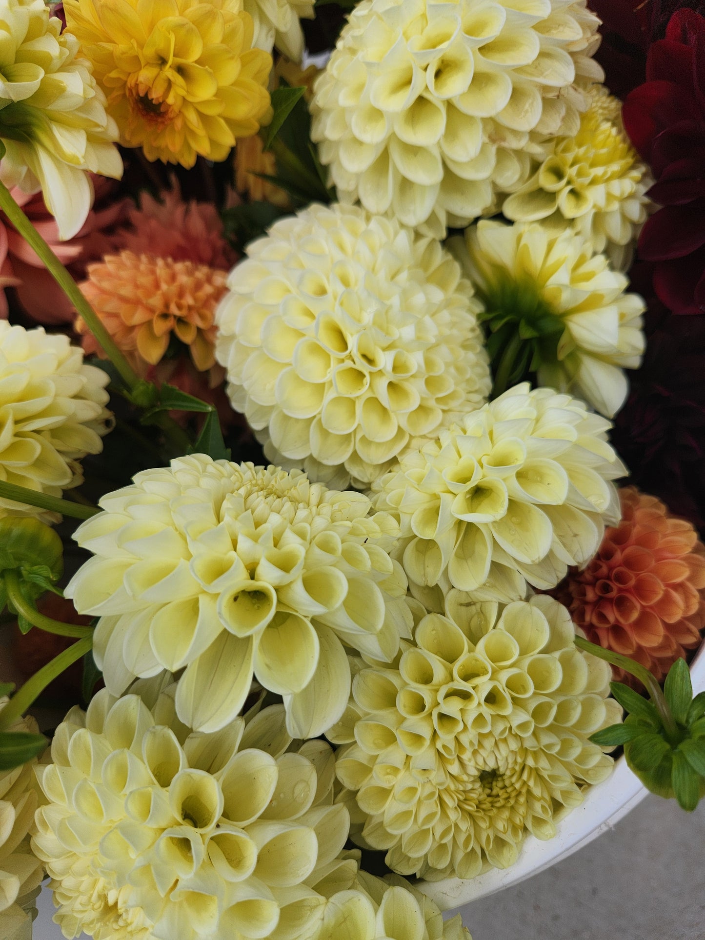 Nettie Dahlia Tuber Bundle of 10