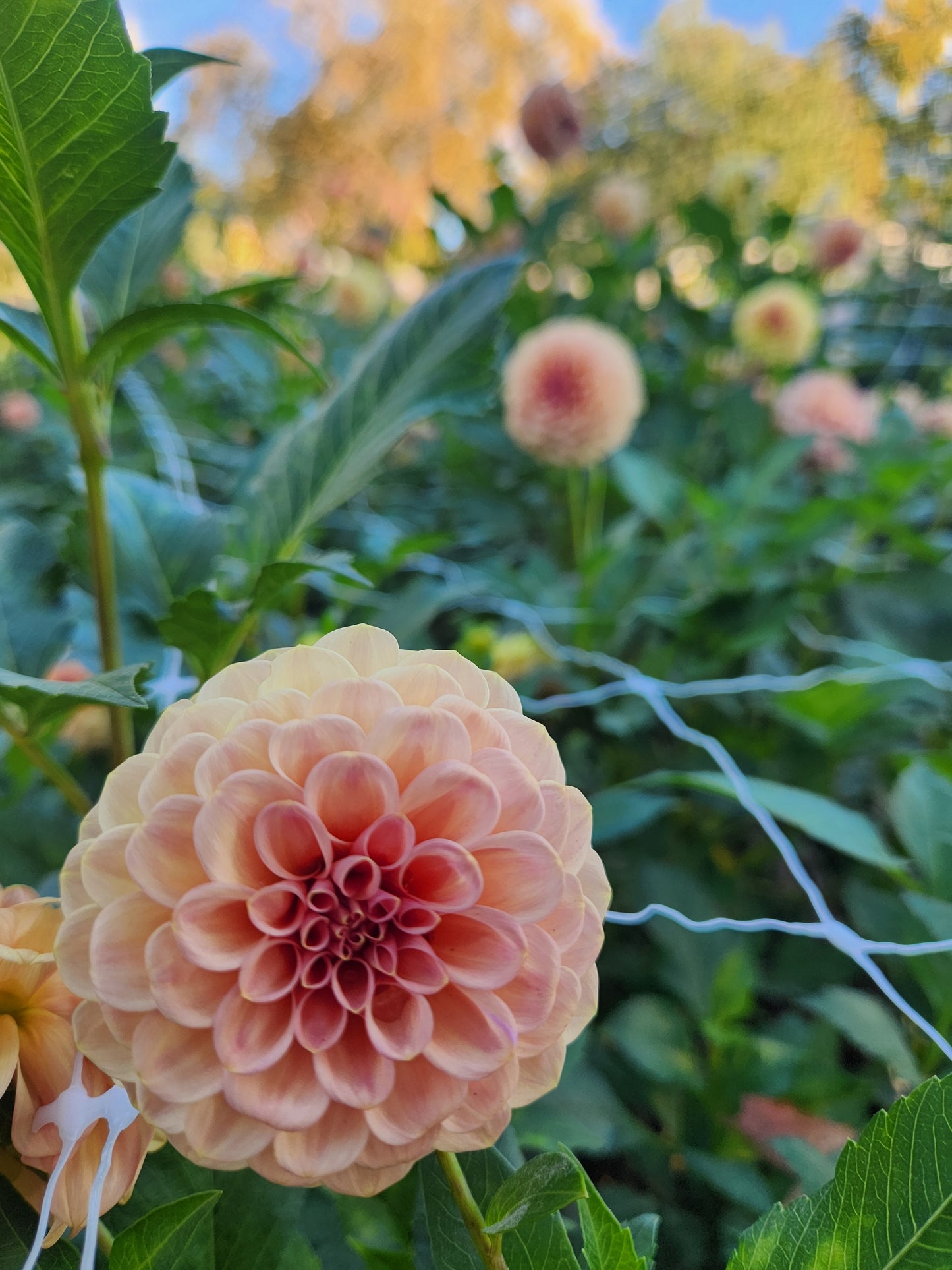 Crichton Honey Dahlia Tuber