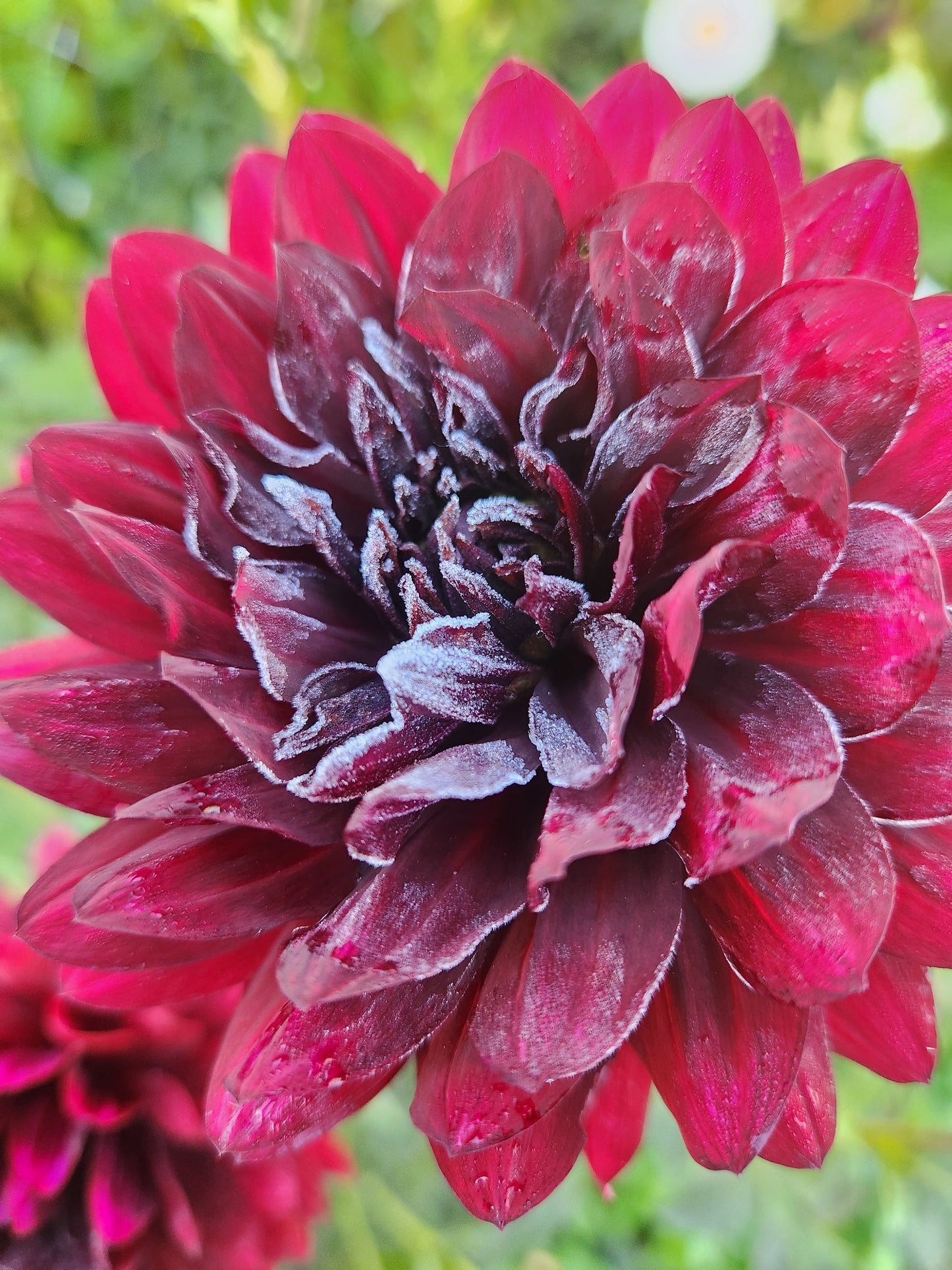 Rip City Dahlia Tuber Bundle of 5