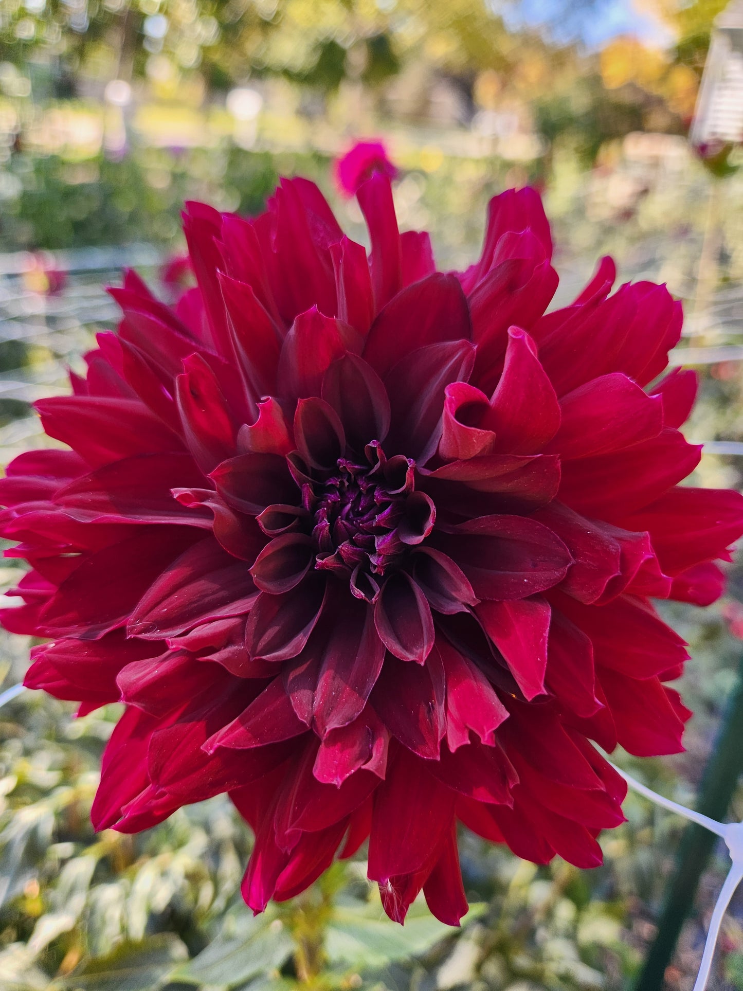 Rip City Dahlia Tuber Bundle of 5