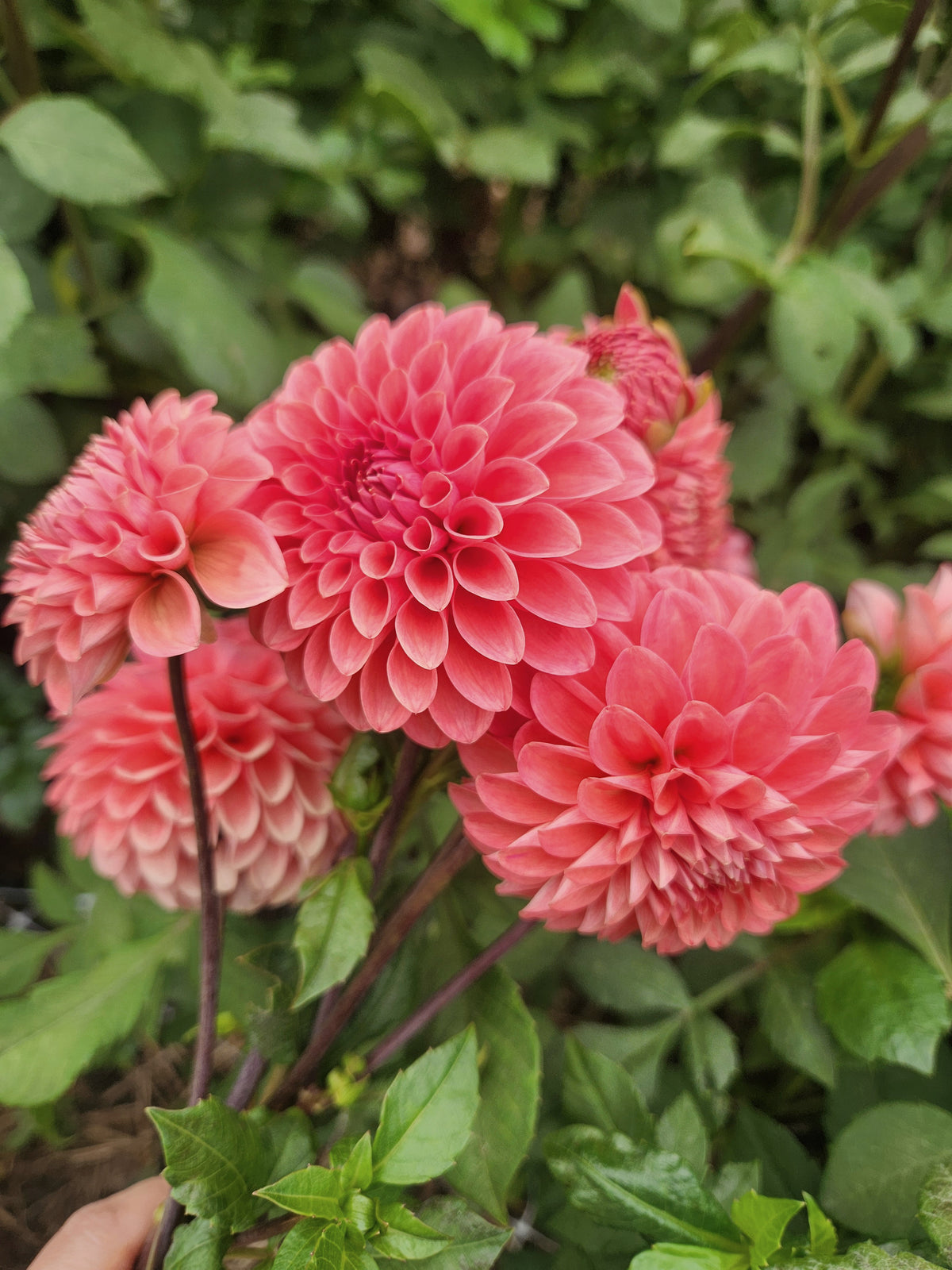 Parkland Tribute Dahlia Tuber