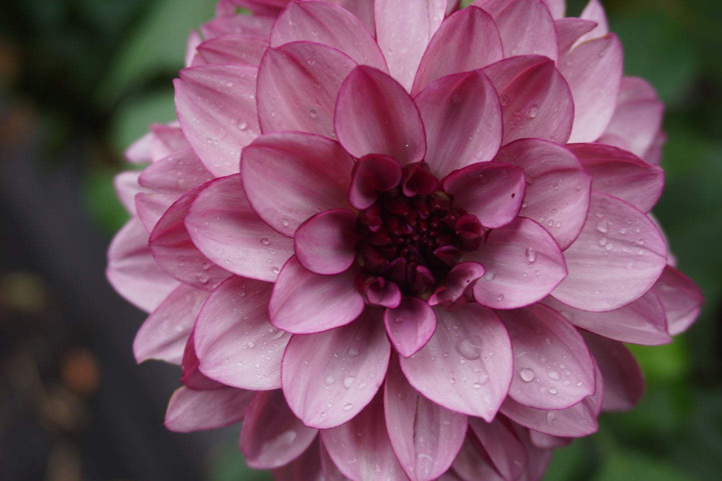 Creme De Cassis Dahlia Tuber