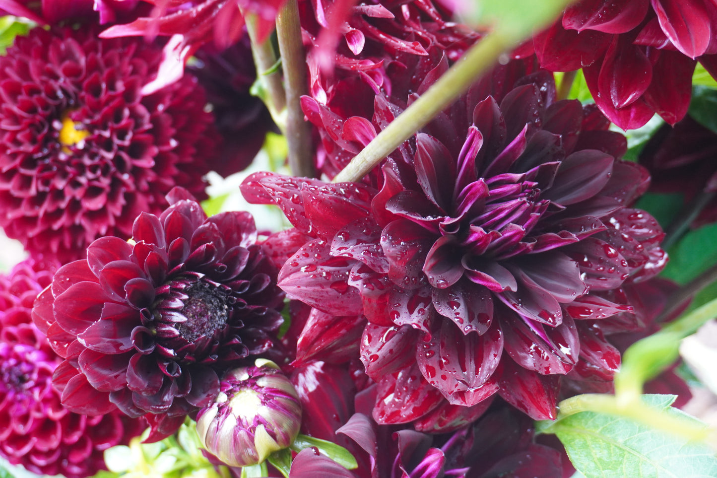 Rip City Dahlia Tuber Bundle of 5