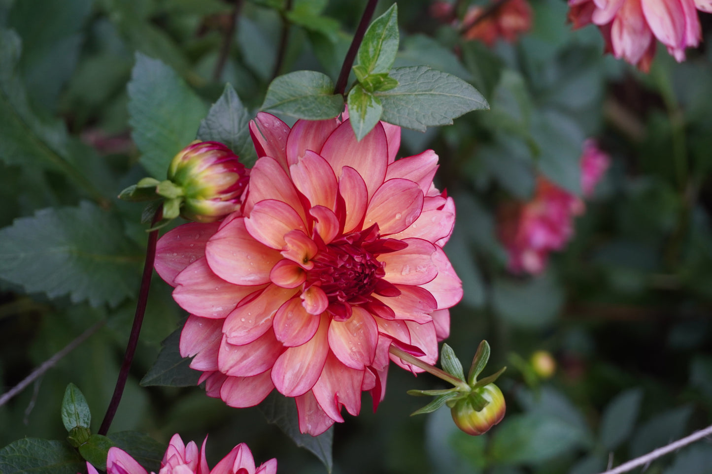 Rawhide Dahlia Tuber