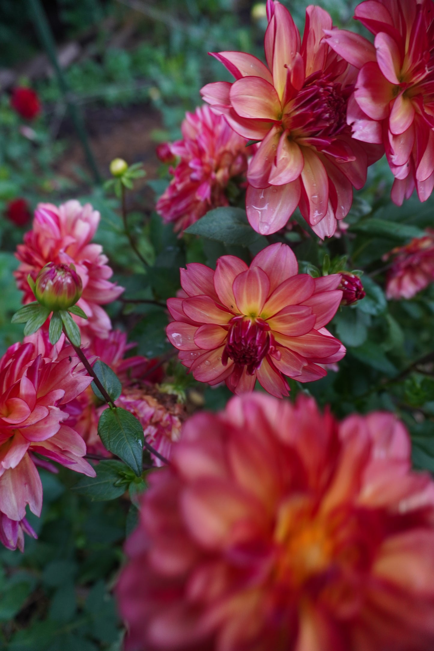 Rawhide Dahlia Tuber