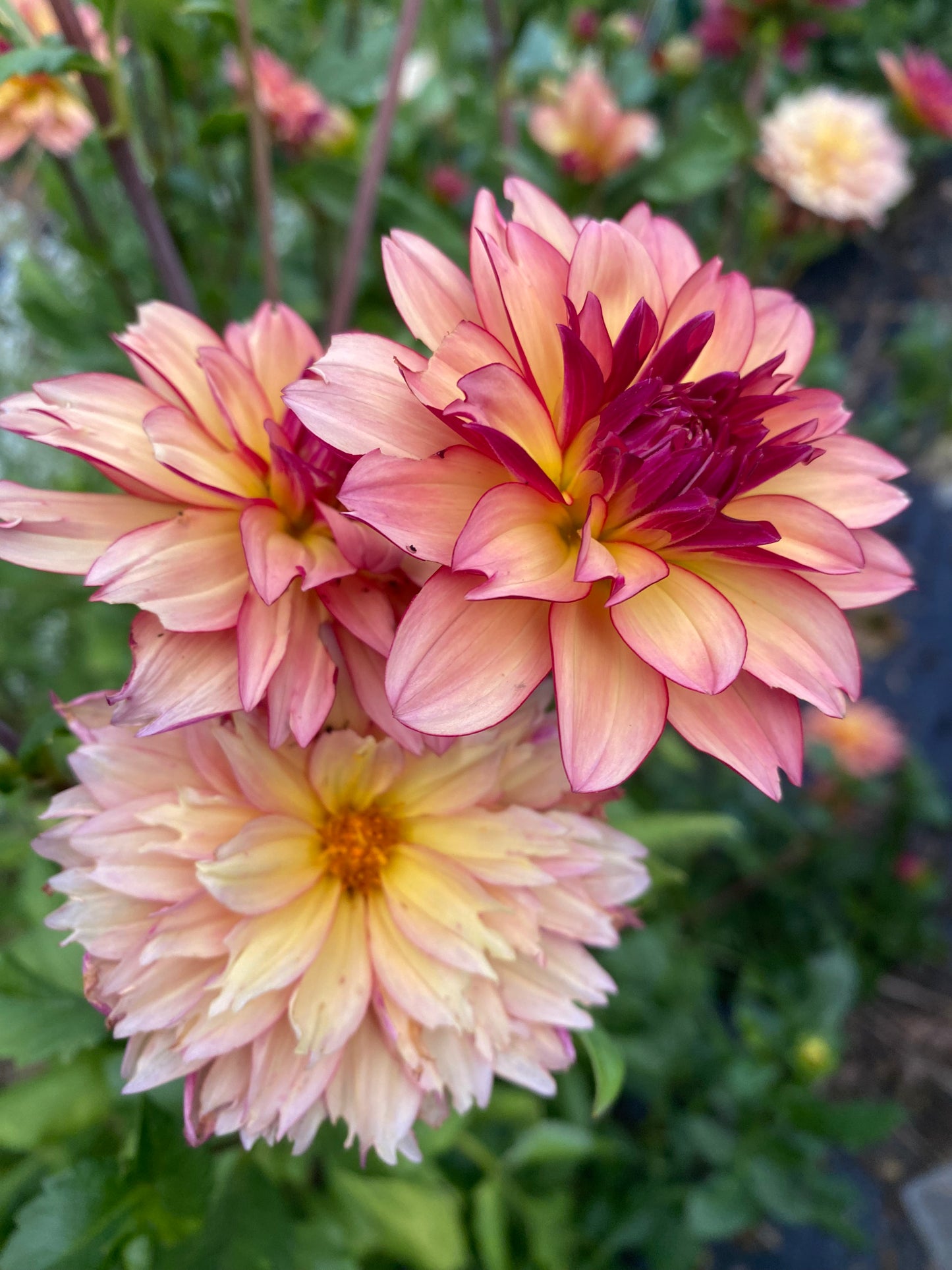 Rawhide Dahlia Tuber