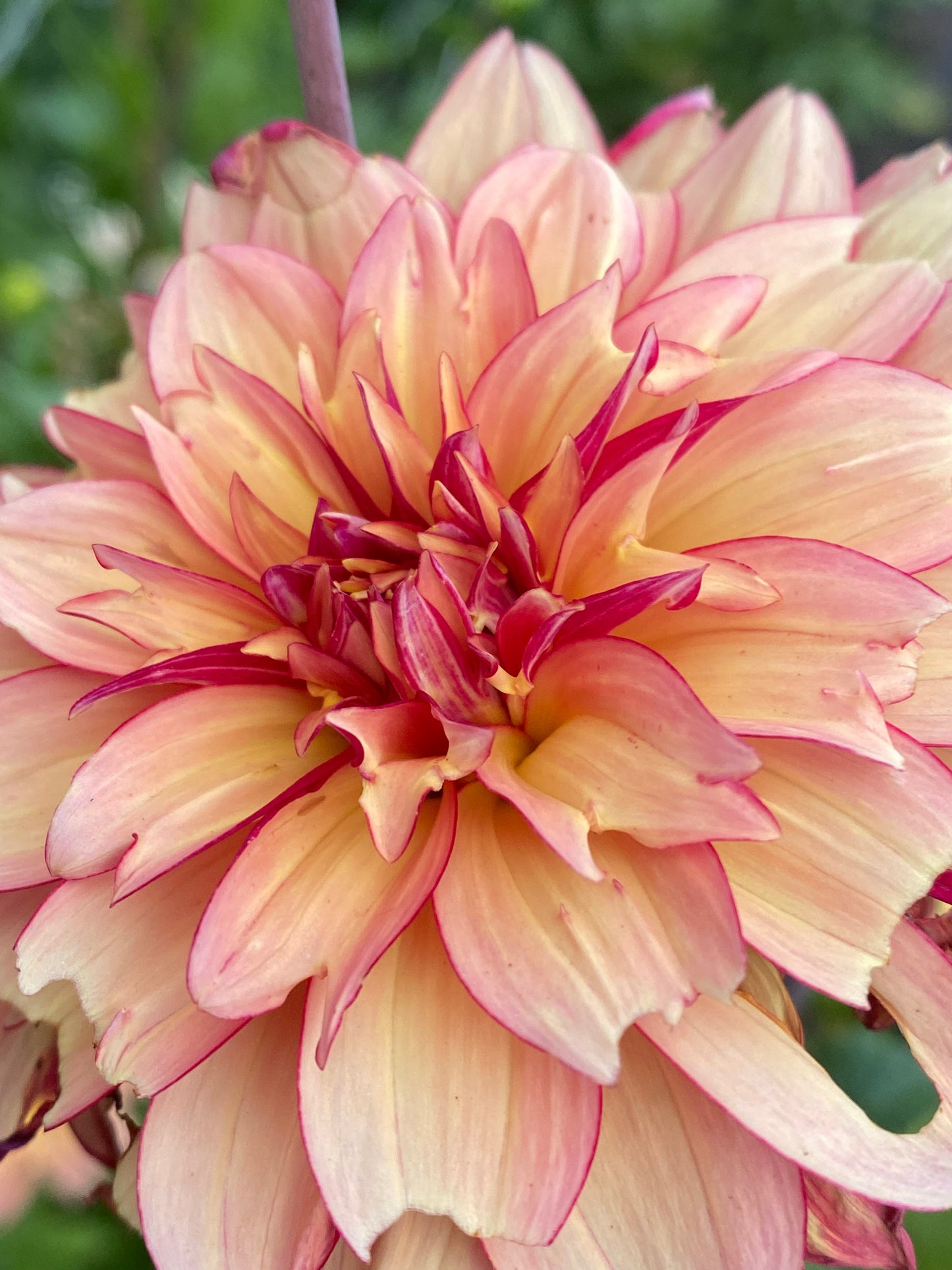 Rawhide Dahlia Tuber