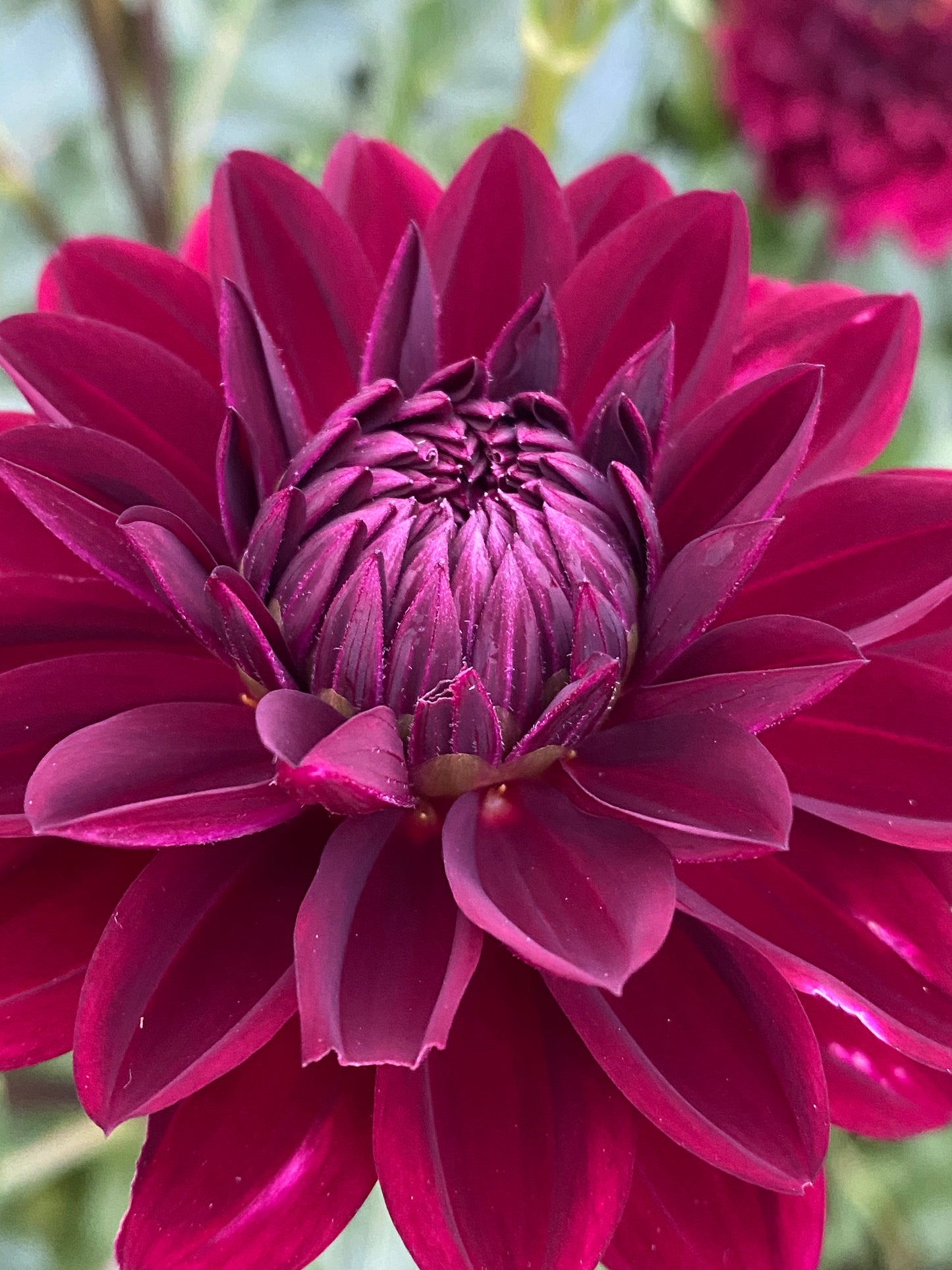 Kaisha Lea Dahlia Tuber Bundle of 5