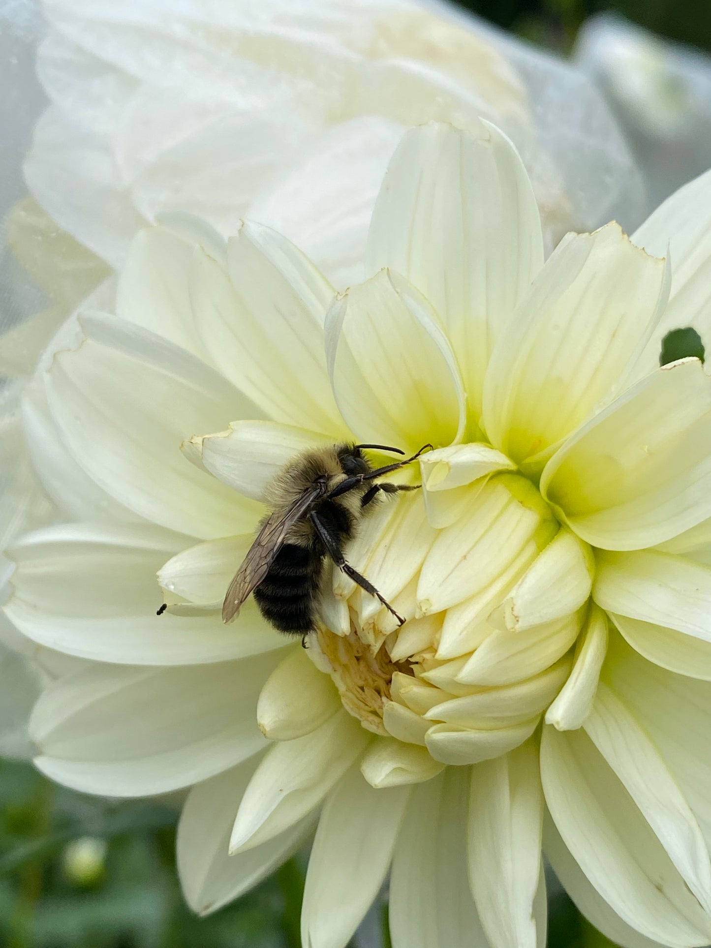 Bridezilla Dahlia Tuber Bundle of 10