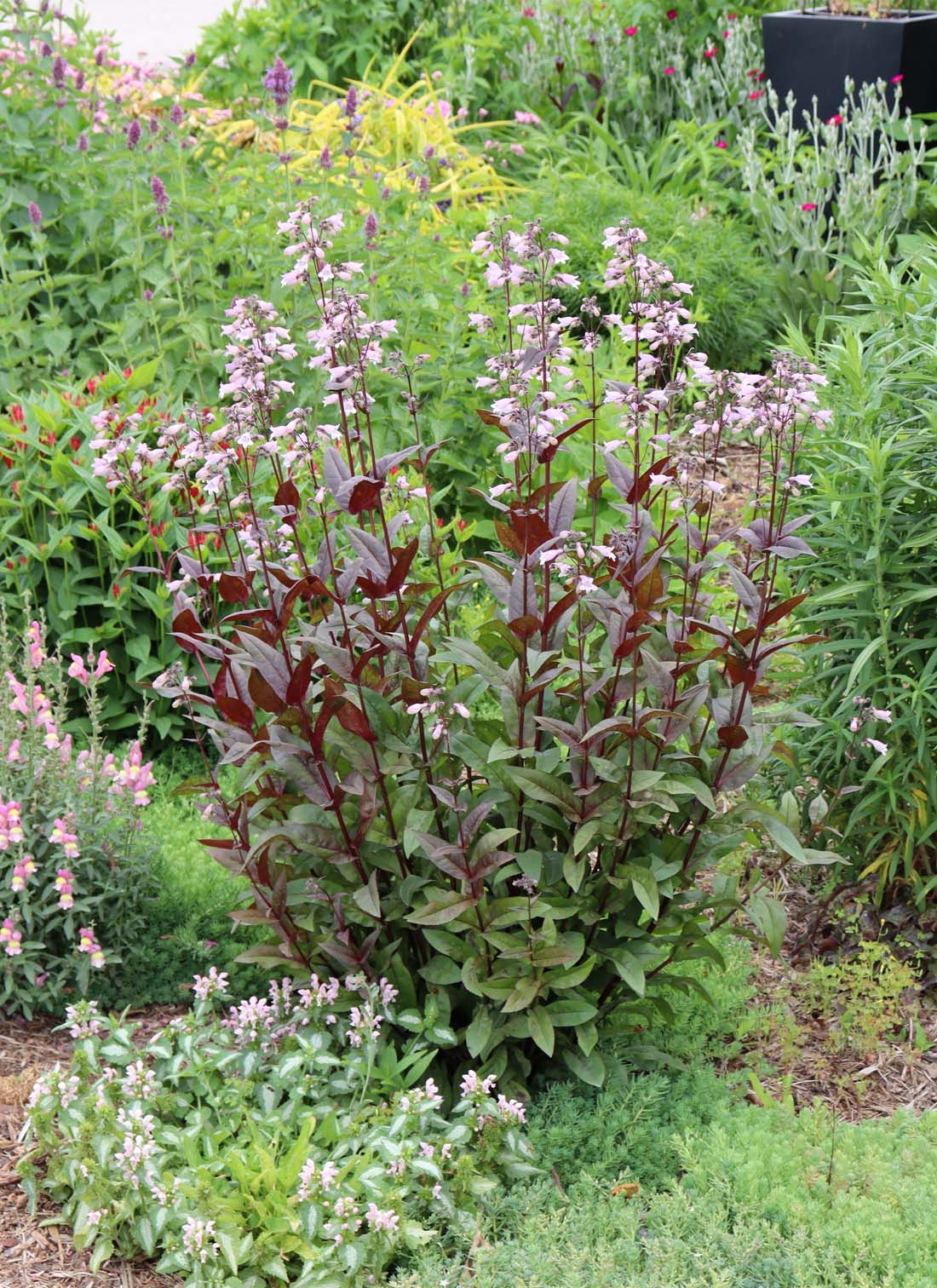 Penstemon (Beardtongue)