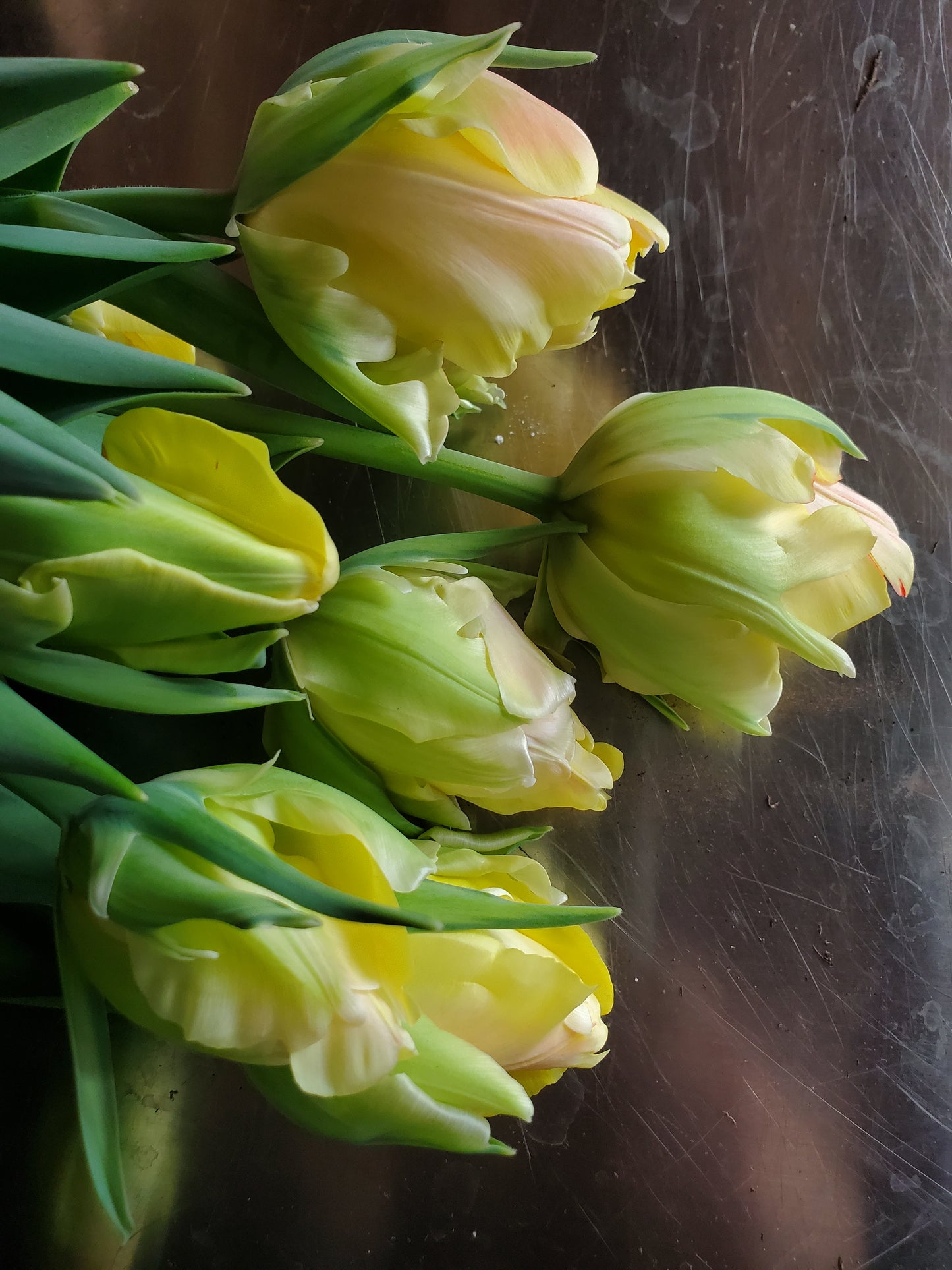 Winter Tulip CSA Subscription