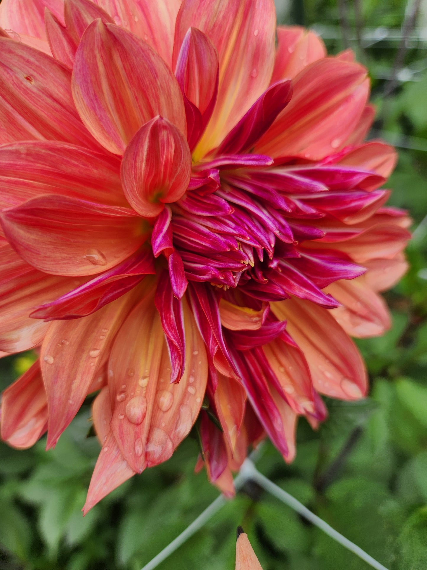 Andy's Legacy Dahlia Tuber