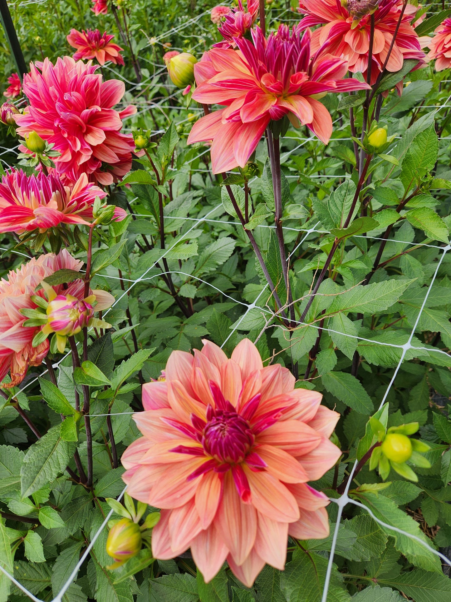 Andy's Legacy Dahlia Tuber