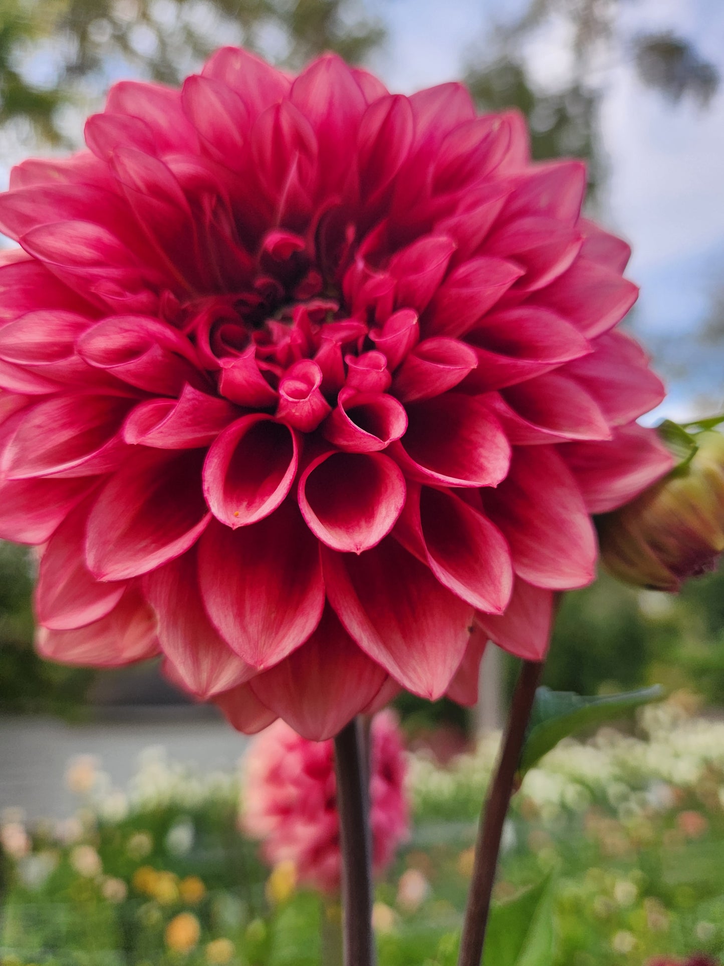 Bloomquist York Dahlia Tuber