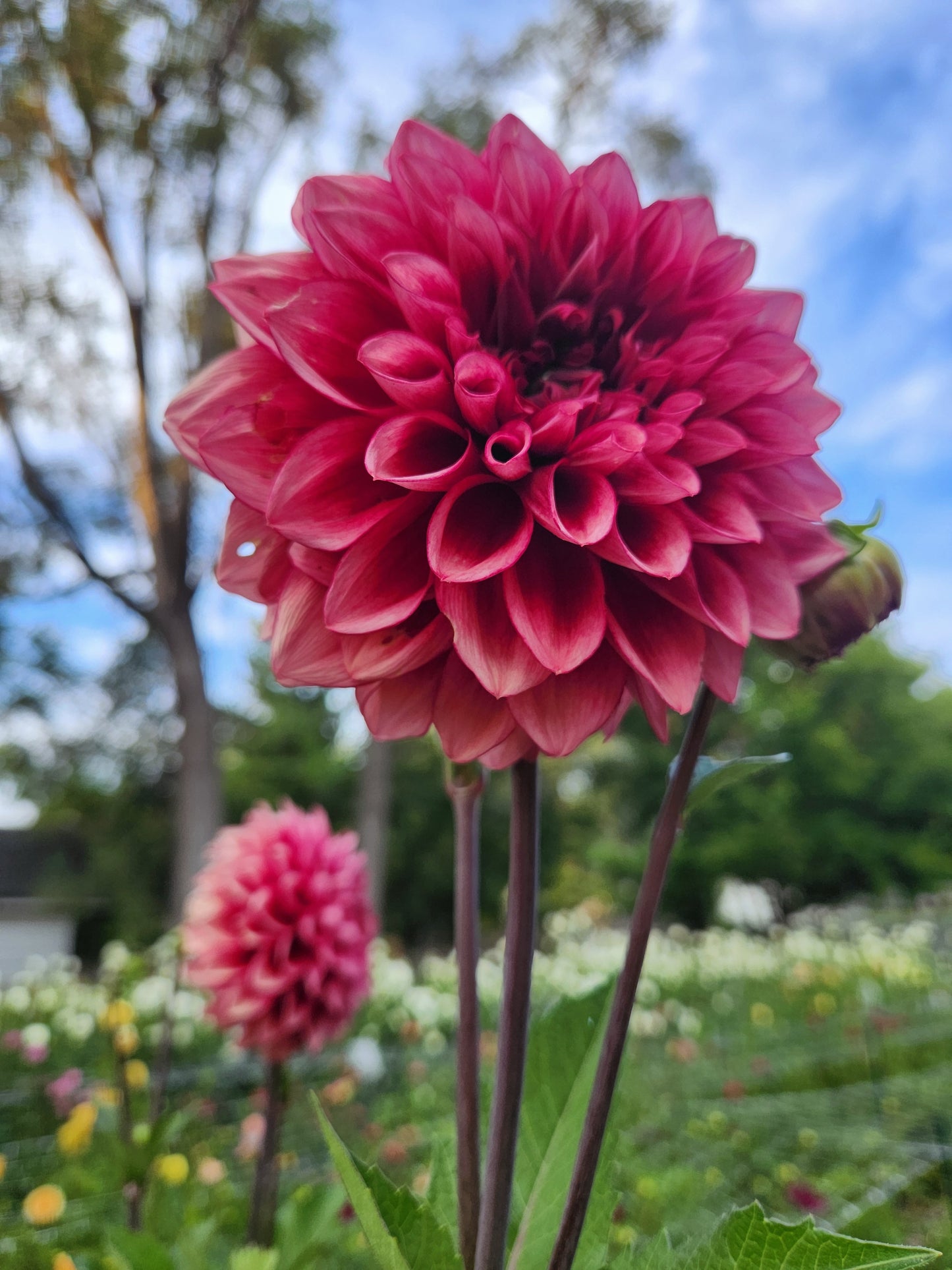 Bloomquist York Dahlia Tuber