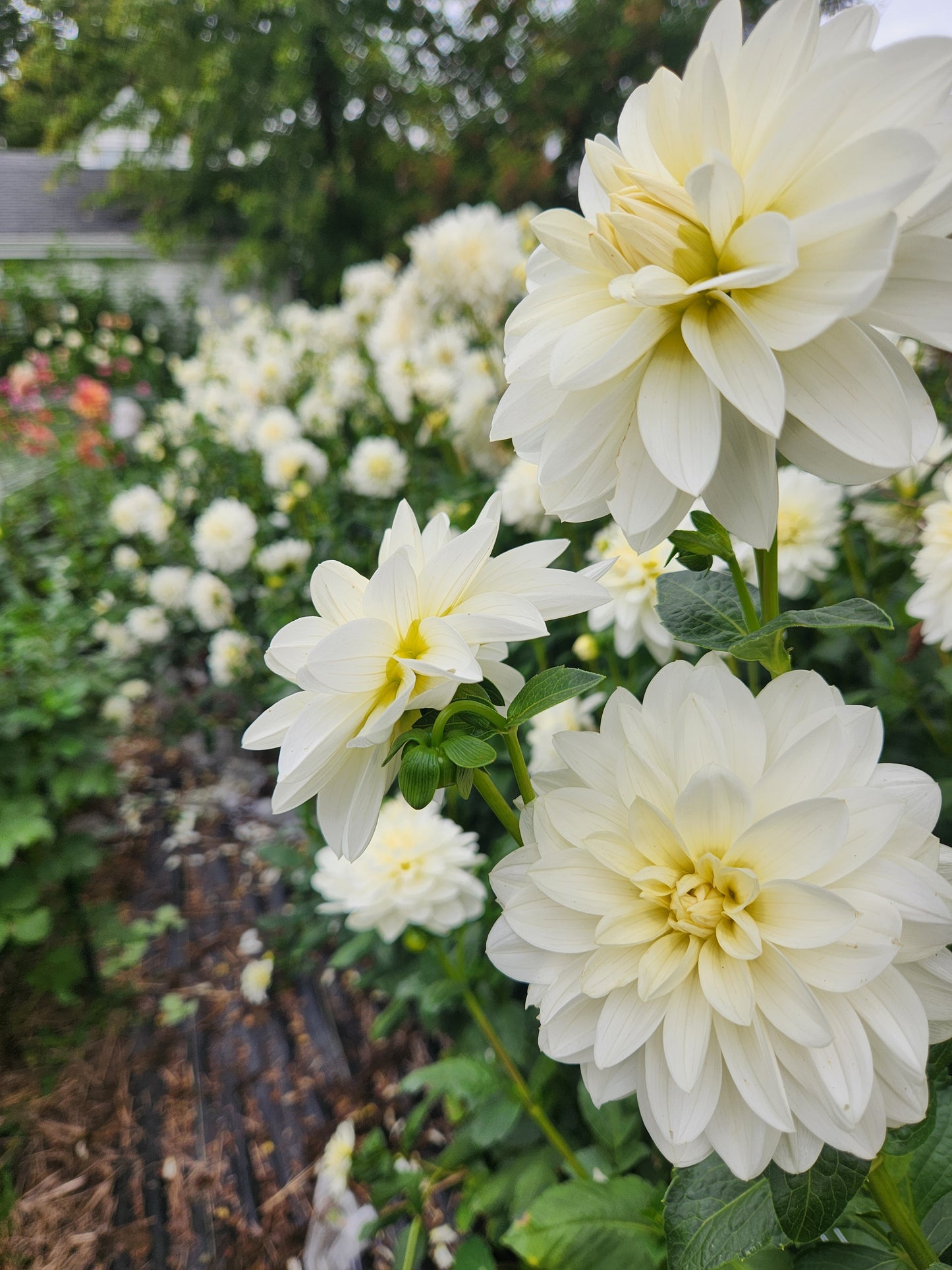 Bridezilla Dahlia Tuber Bundle of 10