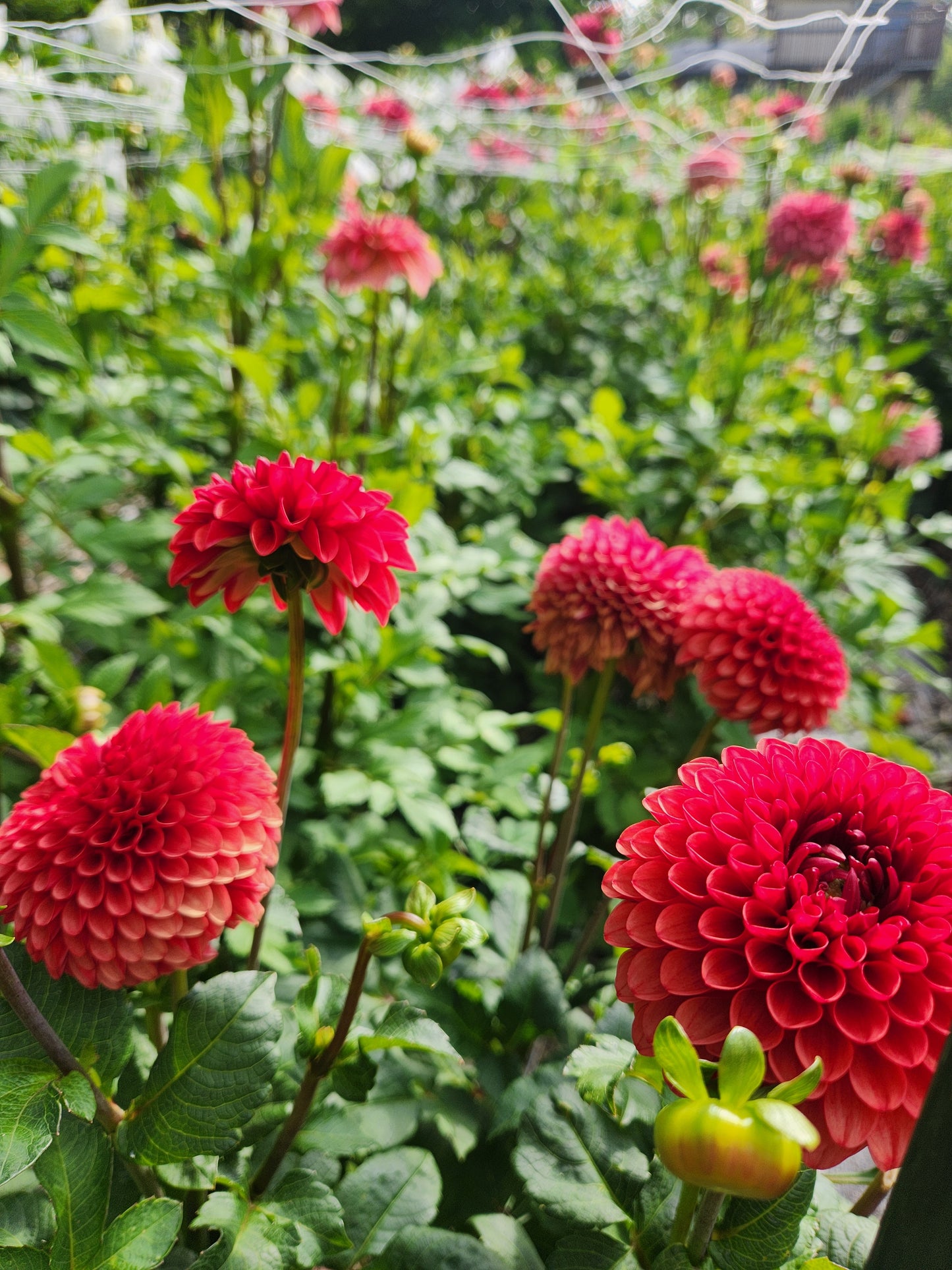 Brown Sugar Dahlia Tuber