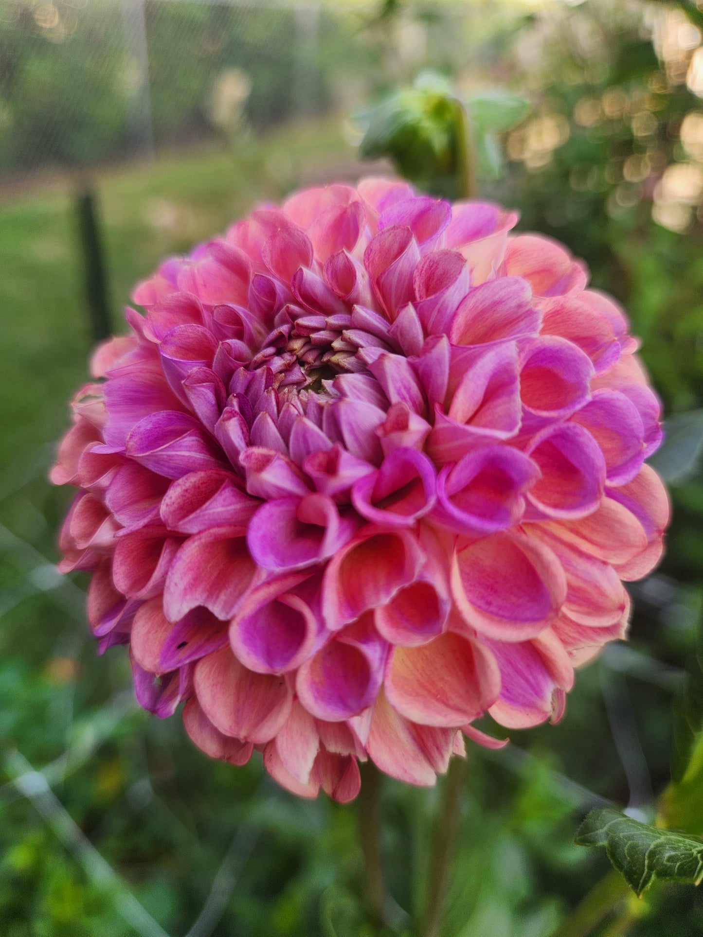 Caitlin's Joy Dahlia Tuber